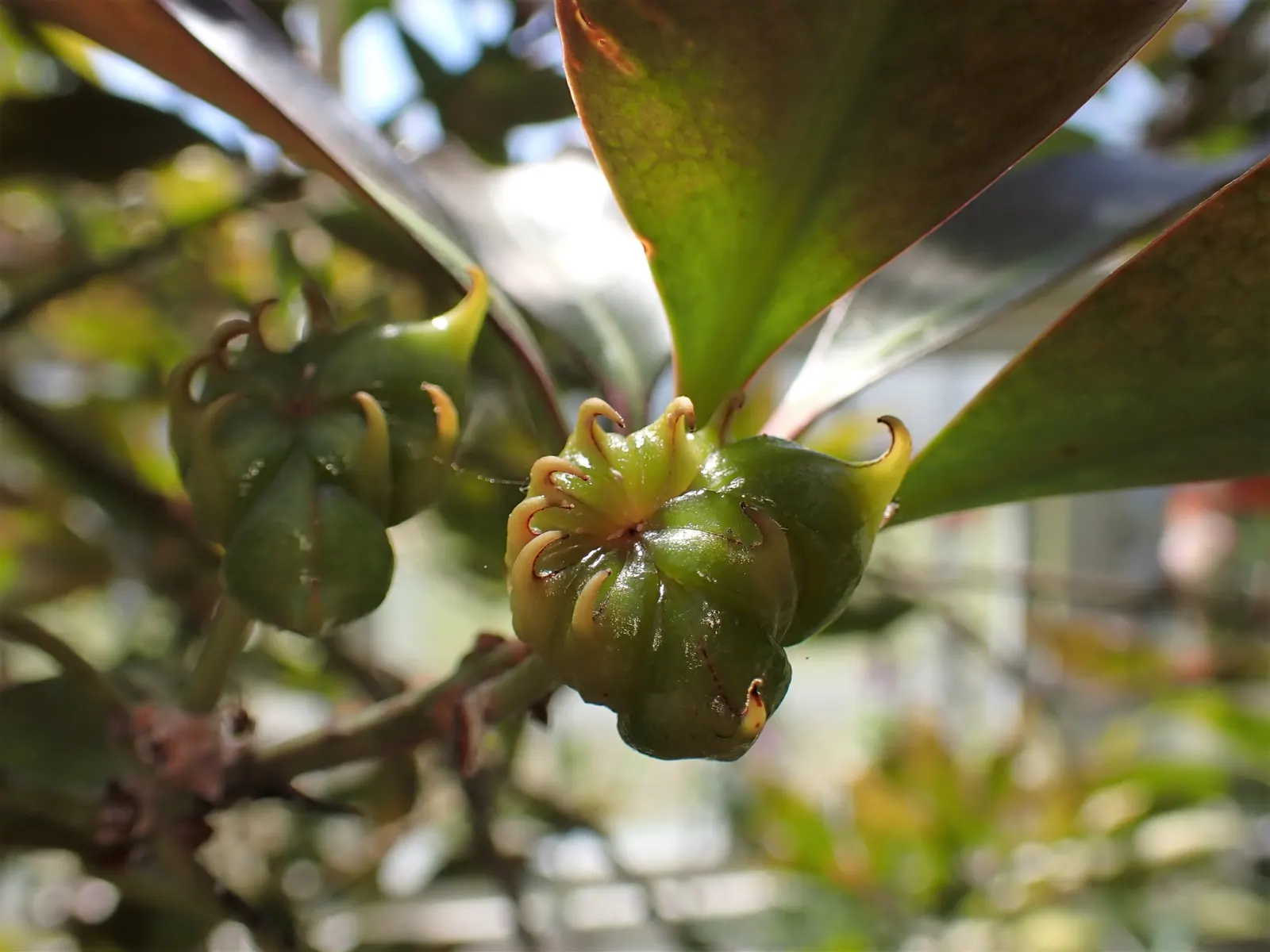 Yellow Anise Tree (Illicium Anisatum) — It prefers acidic to neutral soils that are moist but well-drained