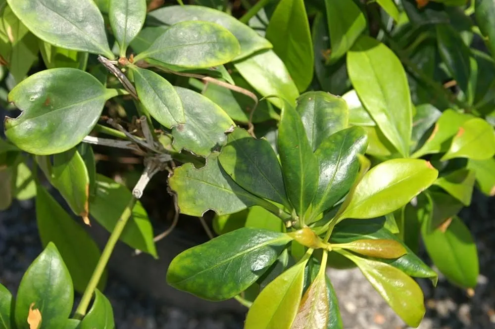 Yellow Anise Tree (Illicium Anisatum) — shrub for deep shade or shade; its aromatic leaves, evergreen presence, and subtle floral display offer year-round