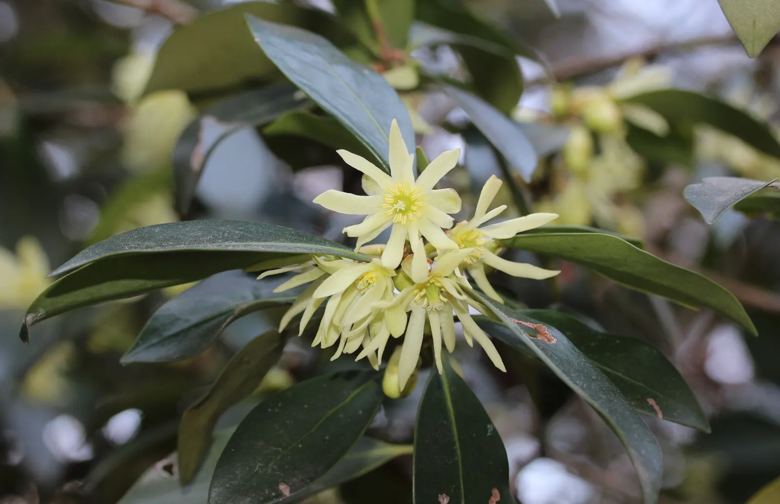 Yellow Anise Tree (Illicium Anisatum) — scientifically named Illicium anisatum
