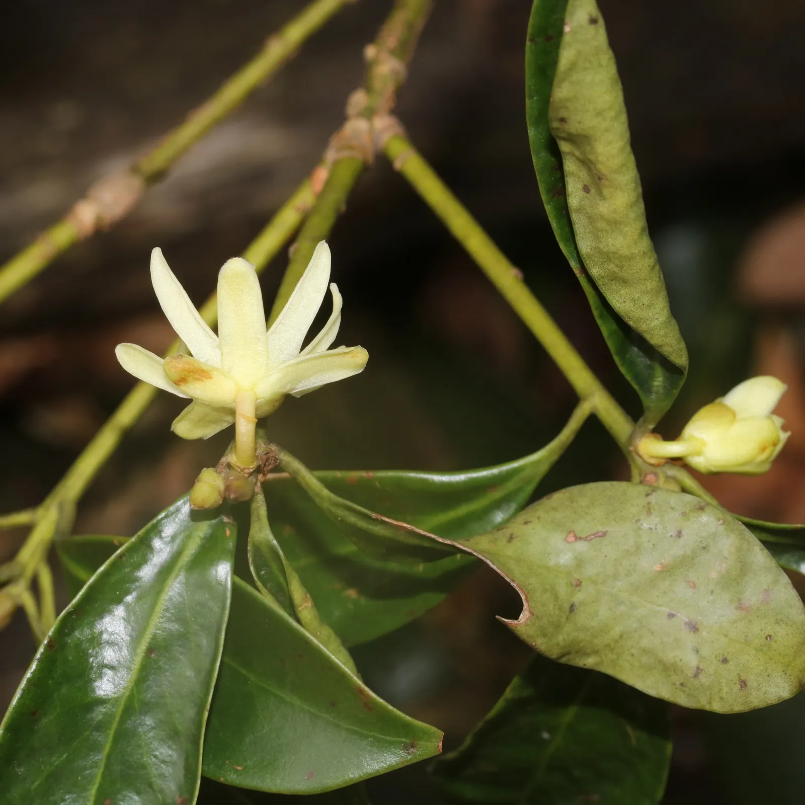 Yellow Anise Tree (Illicium Anisatum) — prospering under the canopy of taller trees or in the dappled light of a woodland garden