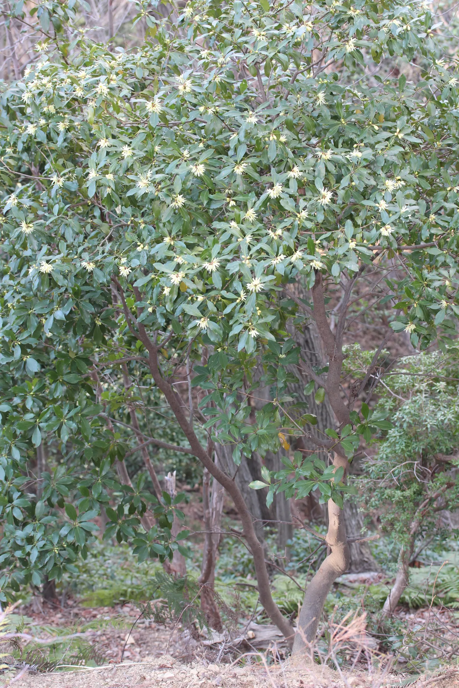 Yellow Anise Tree (Illicium Anisatum) — scientifically named Illicium anisatum; bushy canopy featuring lanceolate leaves that span 3 to 5 inches long