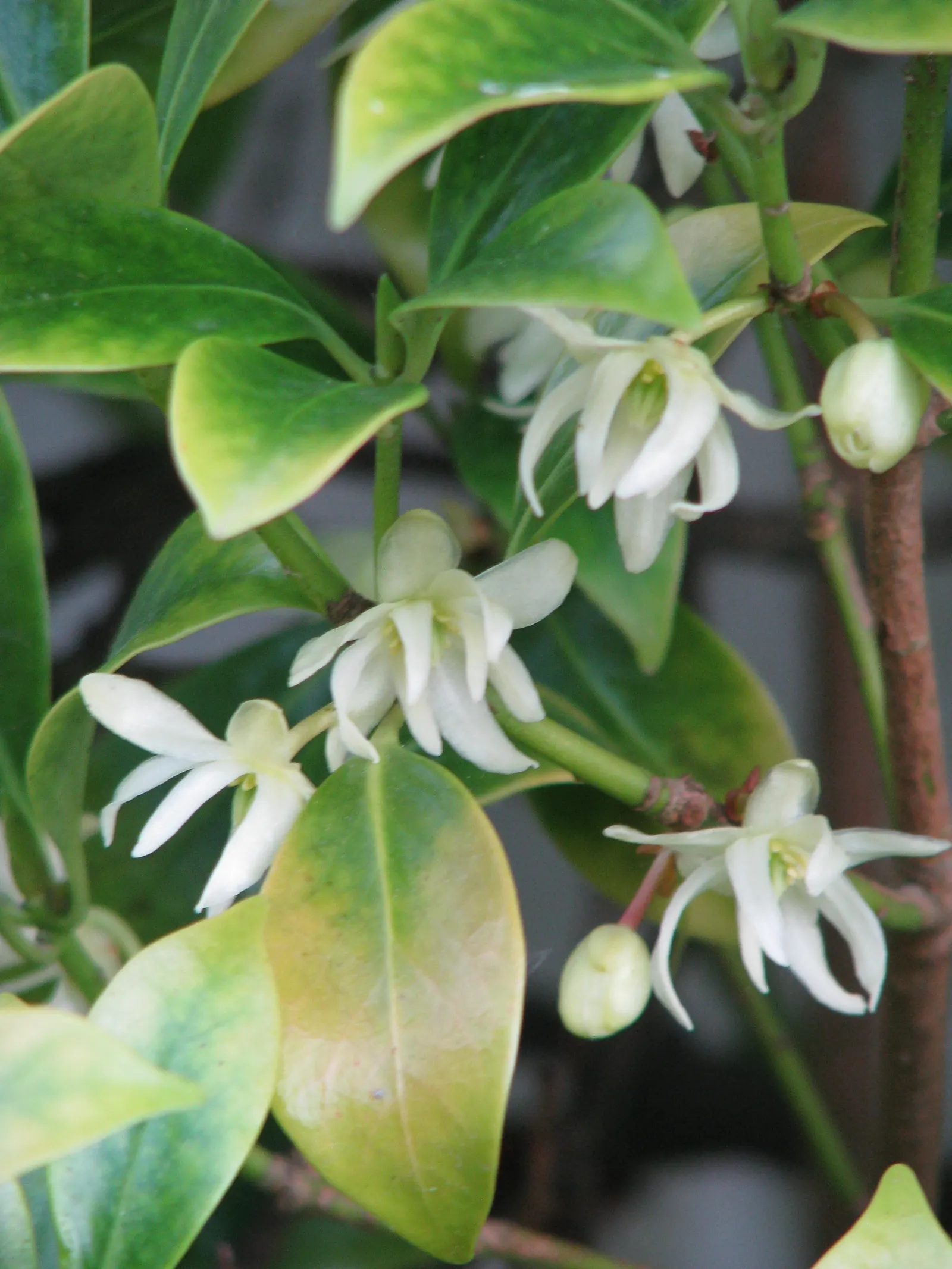 Yellow Anise Tree (Illicium Anisatum) — is an alluring evergreen species prized for its aromatic foliage and decorative qualities; the tree requires consistent