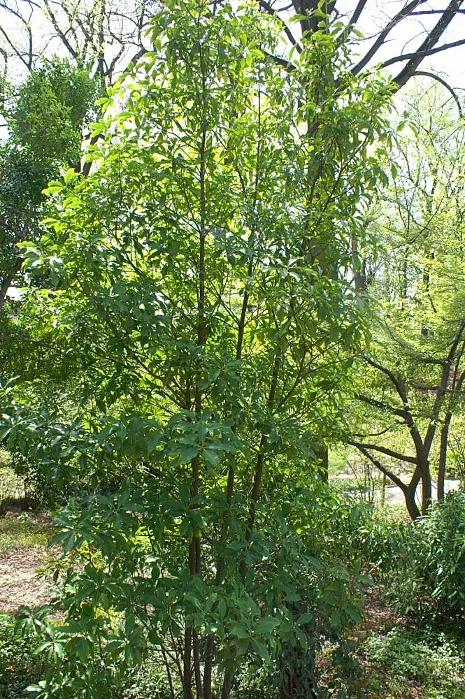 Yellow Anise Tree (Illicium Anisatum) — Illicium anisatum can endure temperatures as low as 0 to 10 degrees Fahrenheit