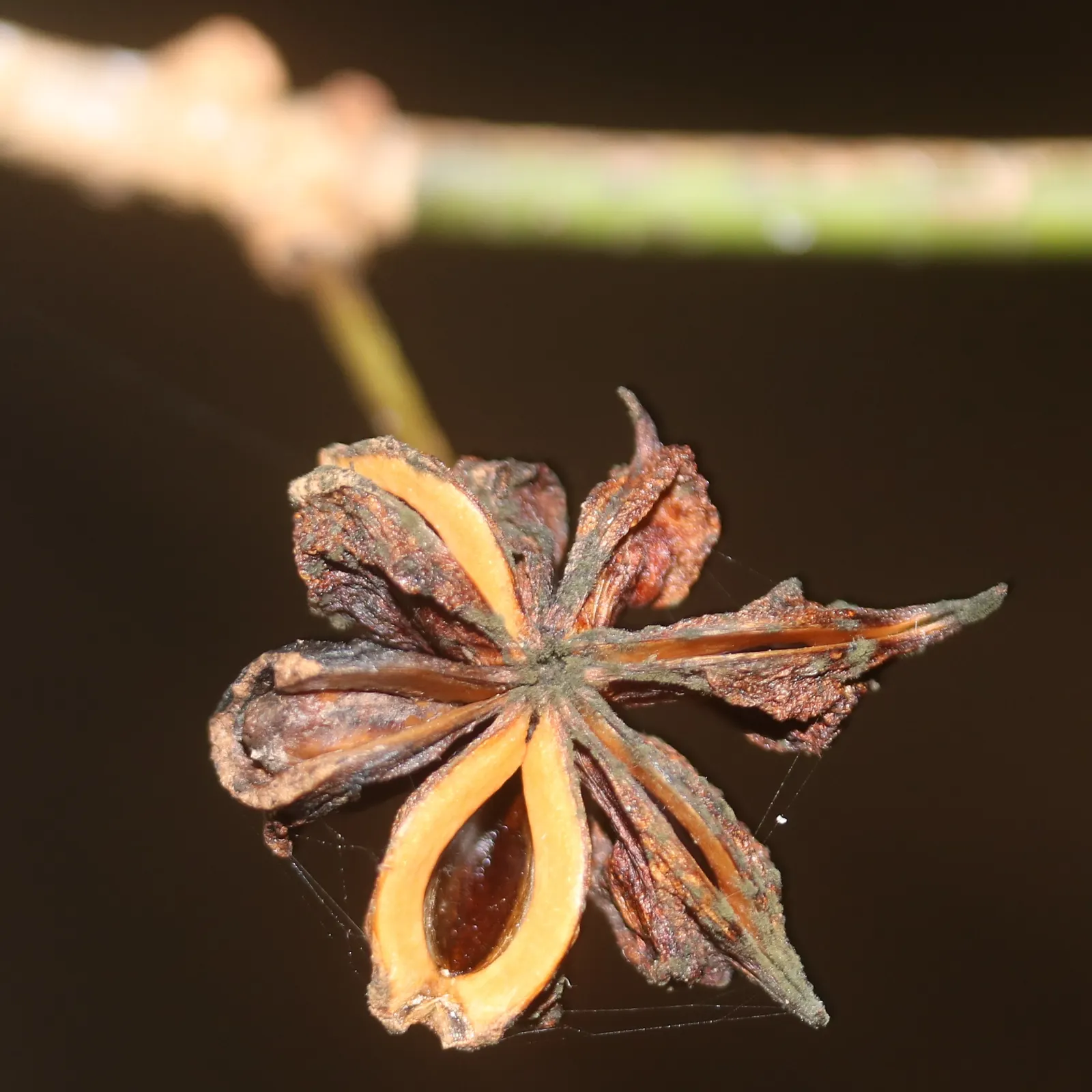 Yellow Anise Tree (Illicium Anisatum) — It prefers acidic to neutral soils that are moist but well-drained; shrub with yellow blooms
