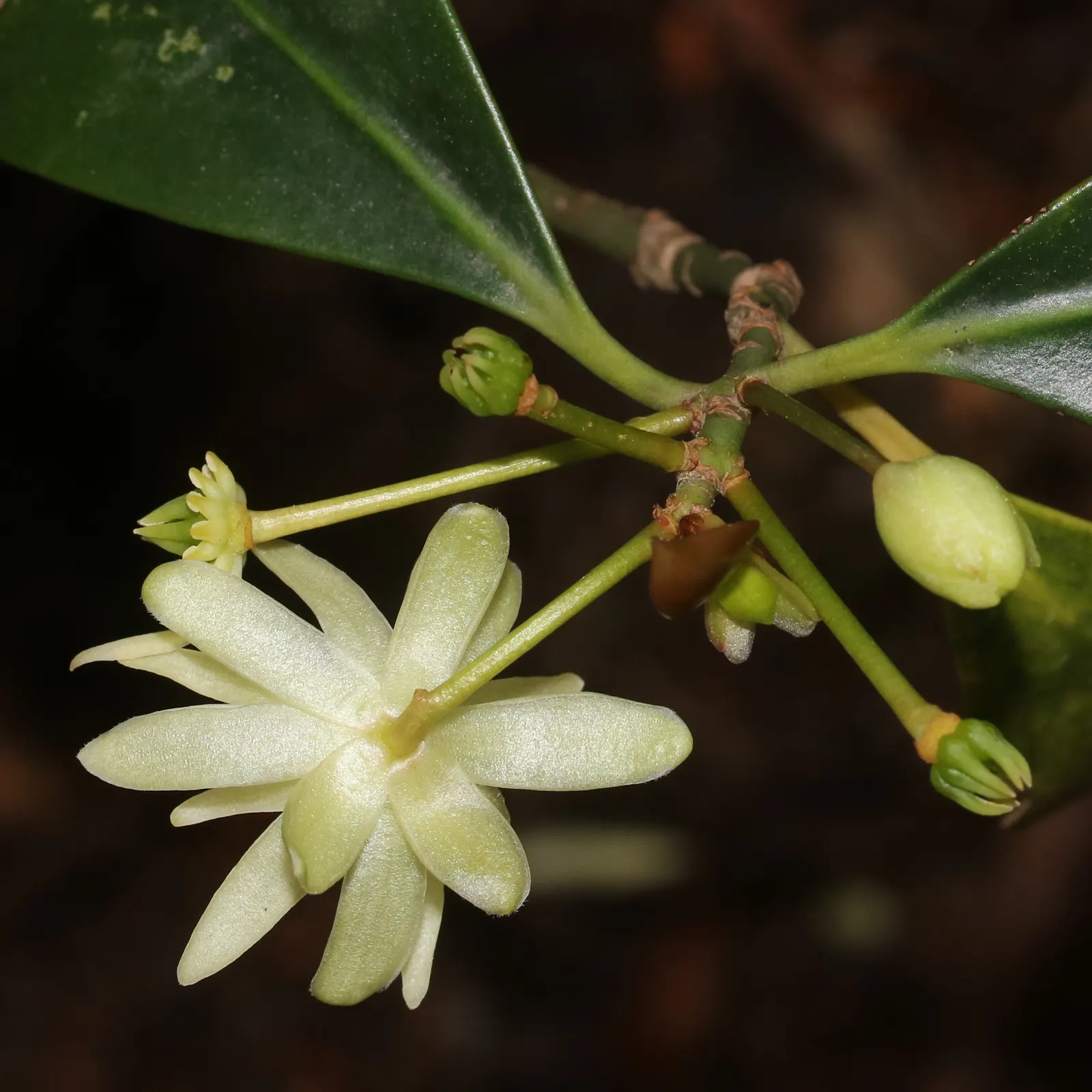 Yellow Anise Tree (Illicium Anisatum) — Illicium anisatum can endure temperatures as low as 0 to 10 degrees Fahrenheit; making it a robust choice for both