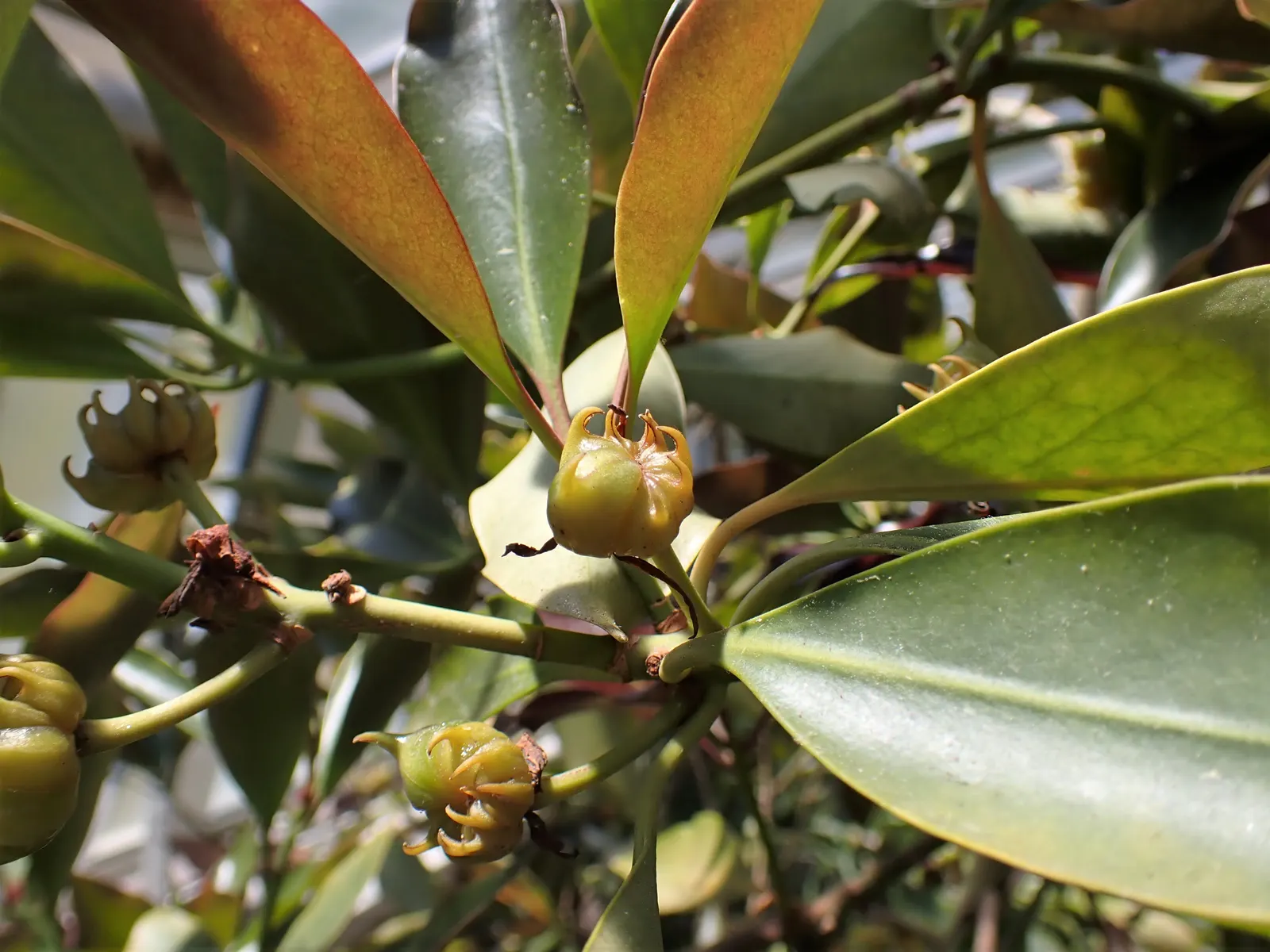 Yellow Anise Tree (Illicium Anisatum) — bushy canopy featuring lanceolate leaves that span 3 to 5 inches long