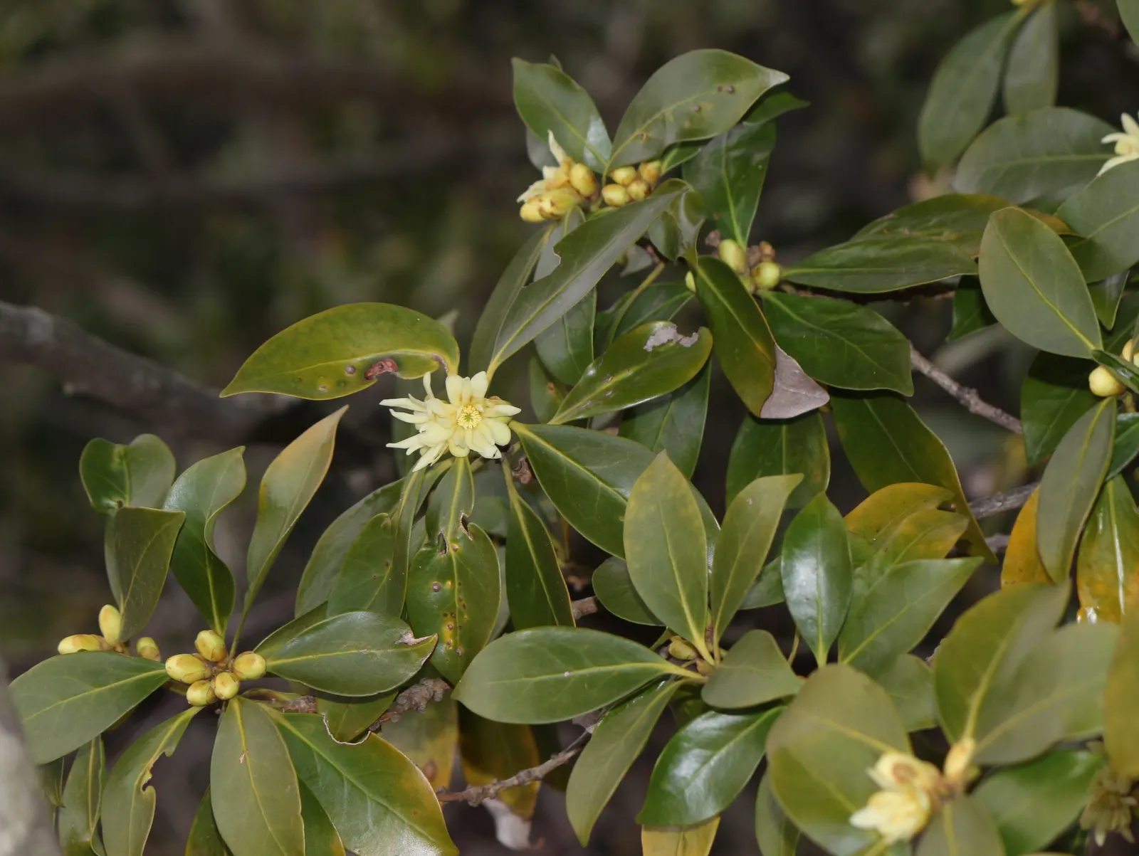 Yellow Anise Tree (Illicium Anisatum) — Originating from East Asia; yellow flowers in the garden
