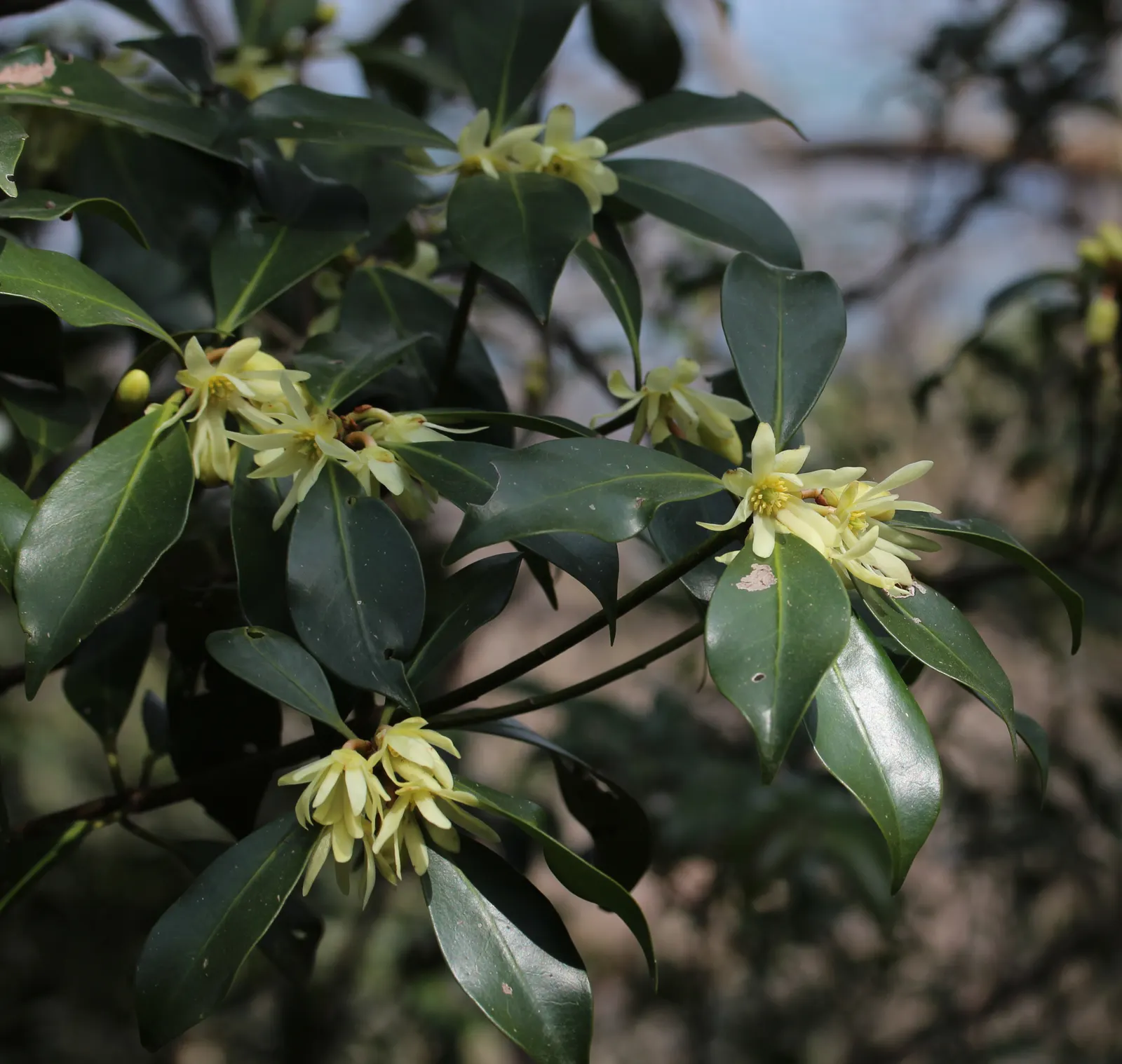 Yellow Anise Tree (Illicium Anisatum) — The foliage exudes a distinctive anise scent when crushed