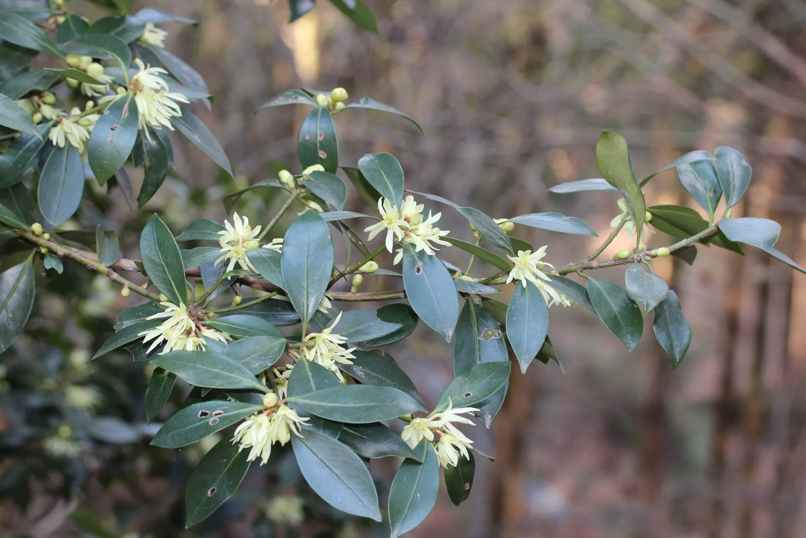 Yellow Anise Tree (Illicium Anisatum) — add a layer of visual interest.<br><br>Cultural Requirements:<br>Yellow Anise thrives in partial to full shade