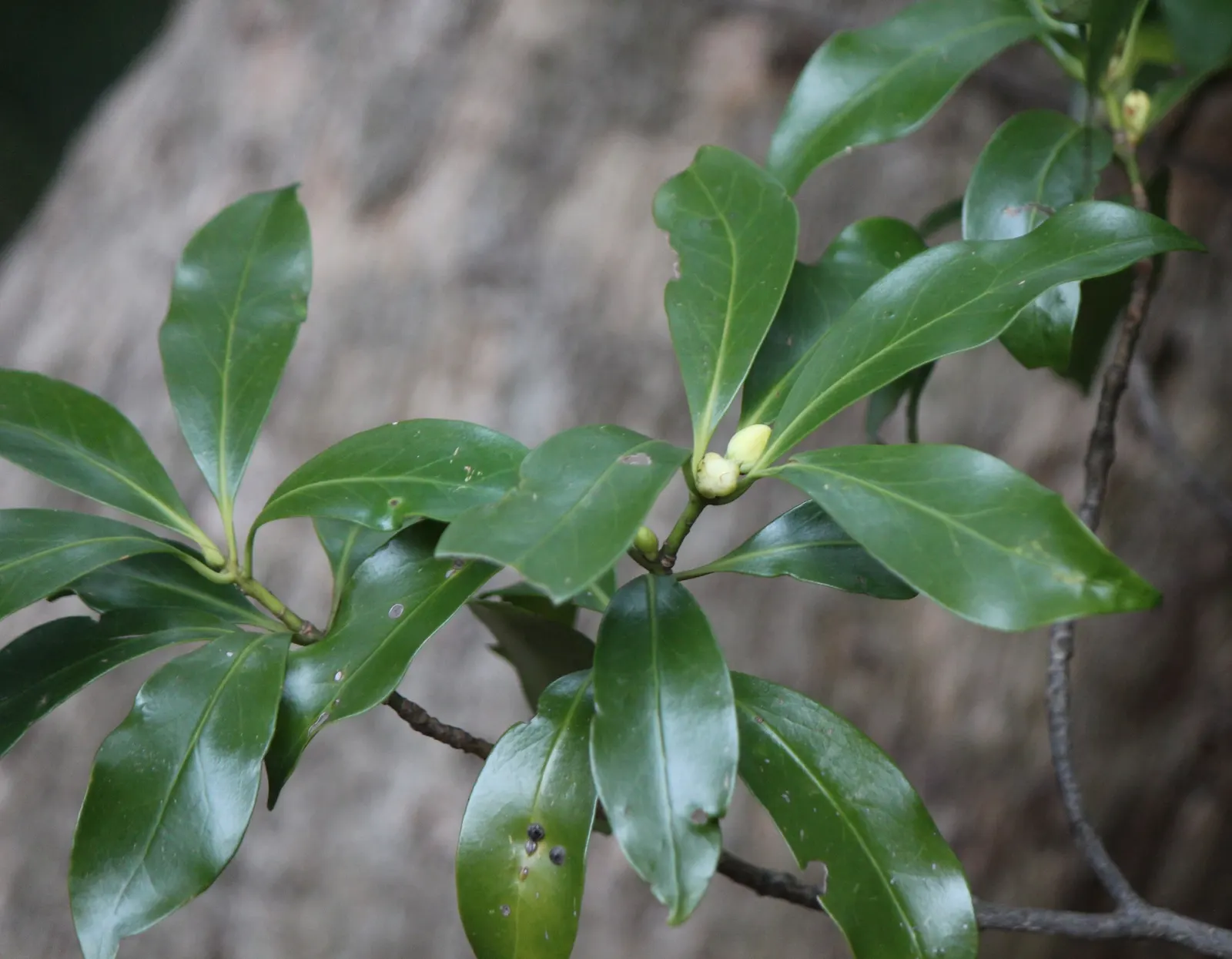 Yellow Anise Tree (Illicium Anisatum) — Its aromatic leaves, evergreen presence, and subtle floral display offer year-round interest