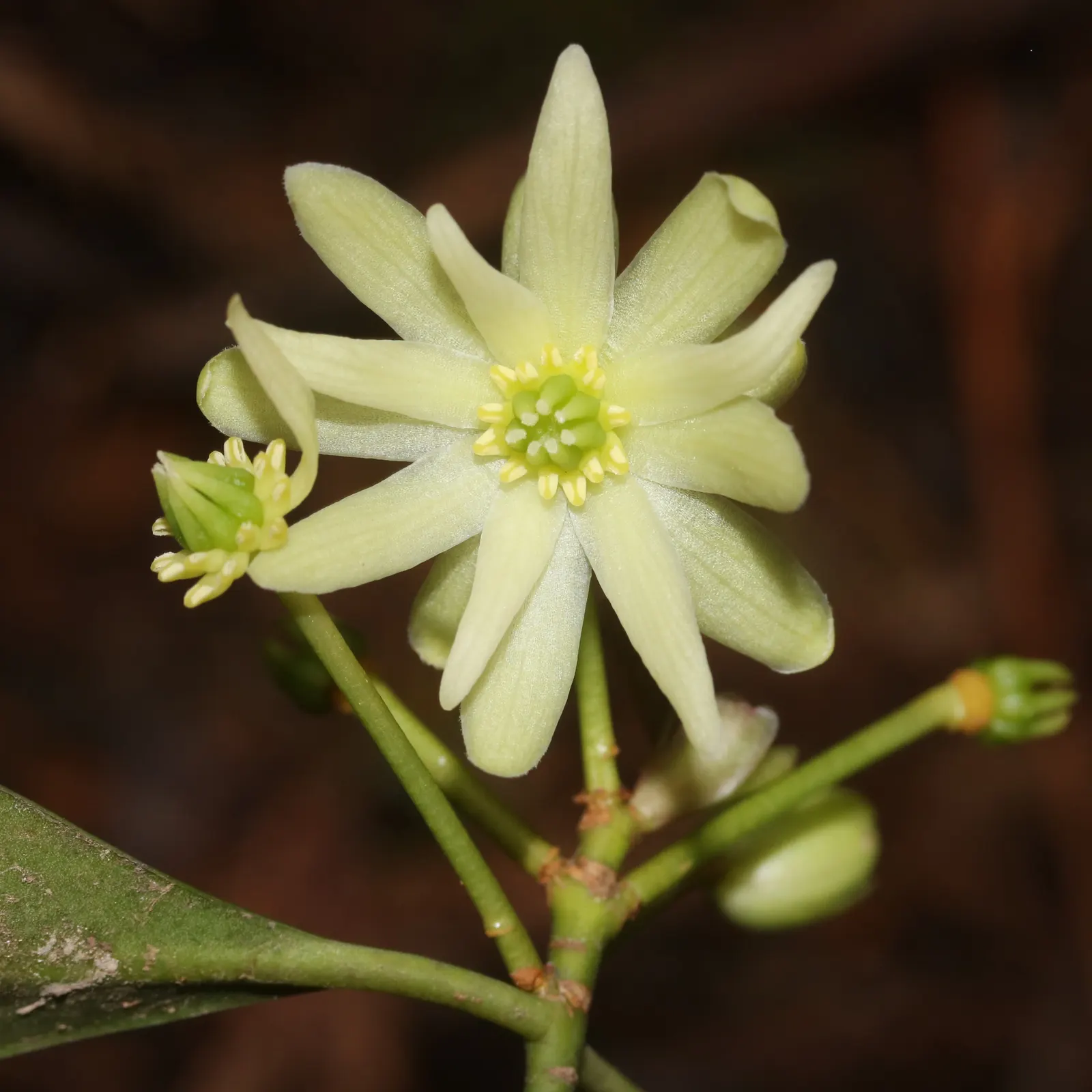 Yellow Anise Tree (Illicium Anisatum) — it is resistant to most pests and diseases; star-shaped flowers emerge in the spring