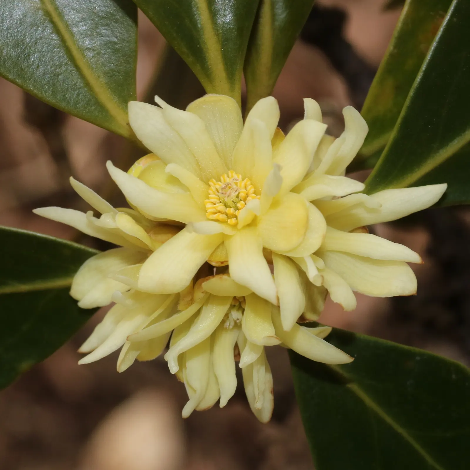 Yellow Anise Tree (Illicium Anisatum) — yet it is drought-tolerant once established.<br><br>Hardiness and Maintenance:<br>Hardy in USDA zones 7 to 9