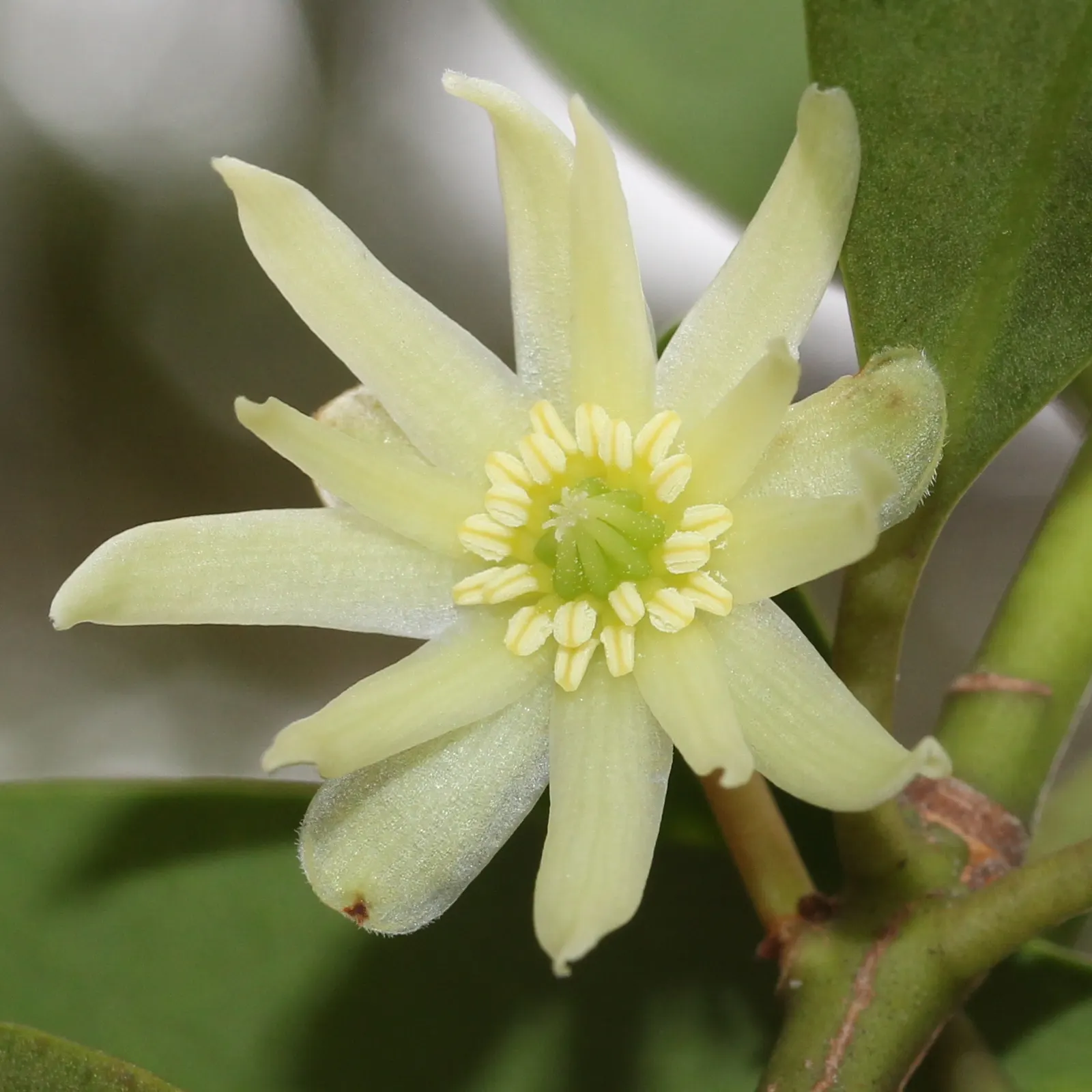 Yellow Anise Tree (Illicium Anisatum) — Its columnar form and glossy, leathery foliage make it an elegant choice for screens and as a specimen plant; with low