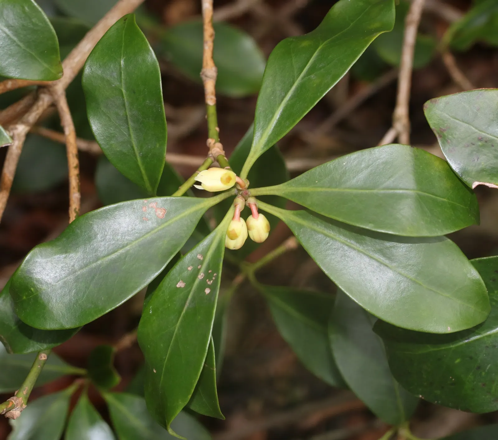 Yellow Anise Tree (Illicium Anisatum) — Originating from East Asia