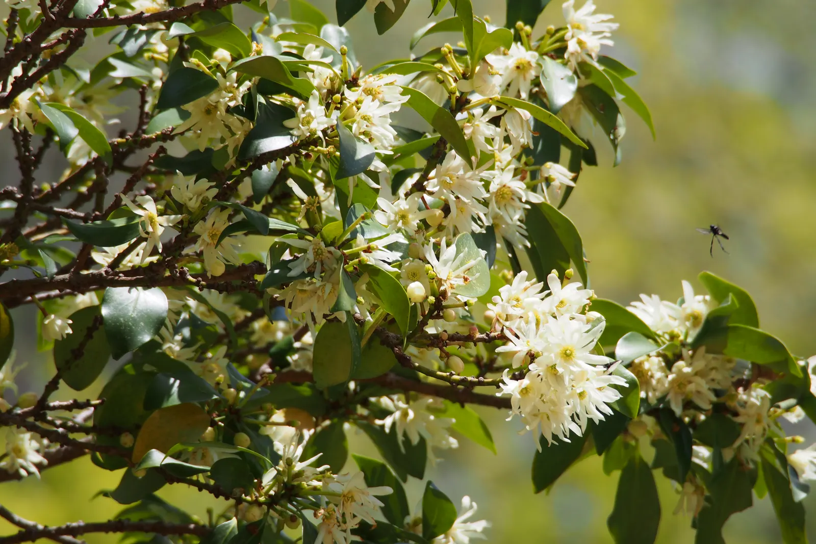 Yellow Anise Tree (Illicium Anisatum) — The tree requires consistent moisture; is an alluring evergreen species prized for its aromatic foliage and decorative
