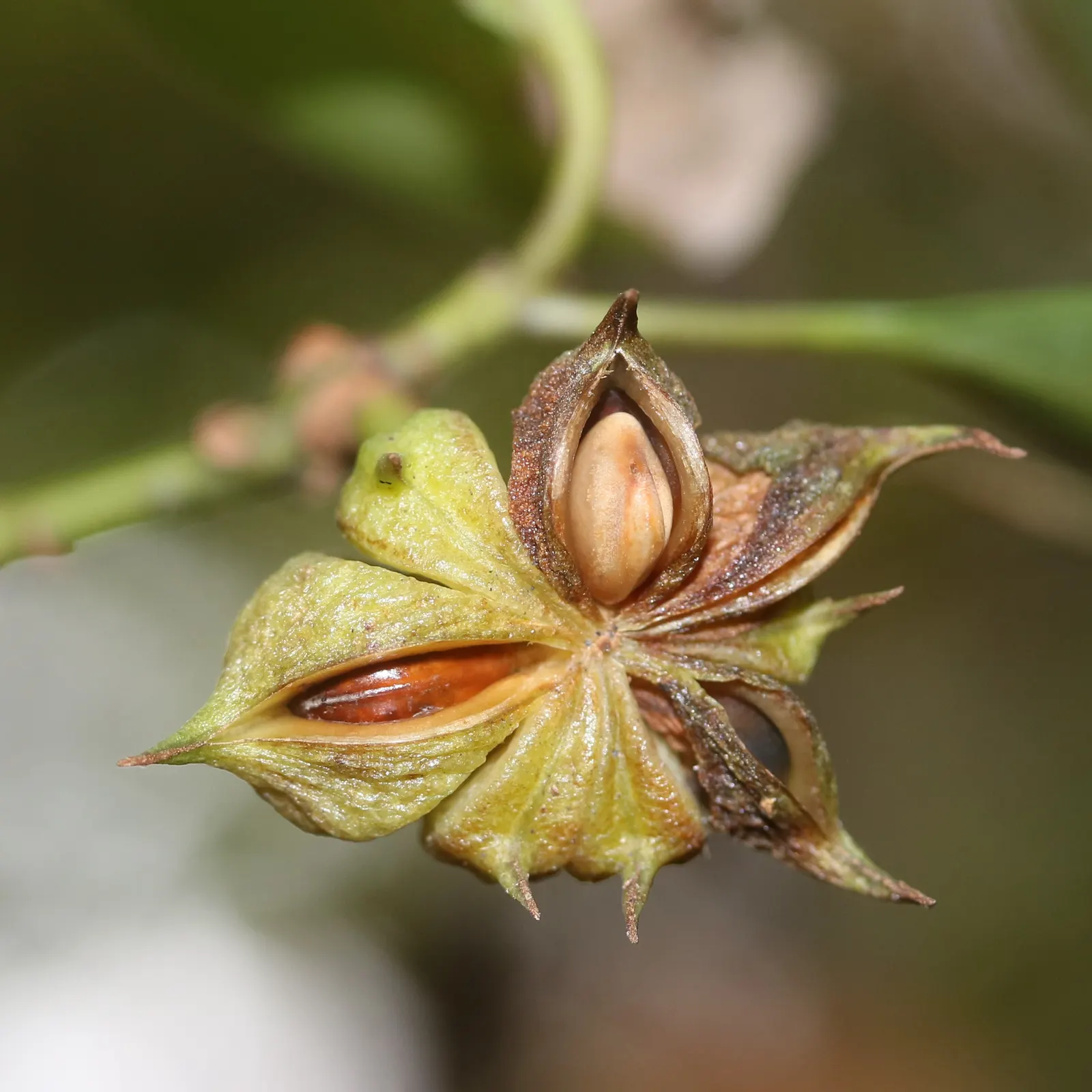 Yellow Anise Tree (Illicium Anisatum) — Thriving in partial shade to full sun, this ornamental prefers moist, well-drained soil