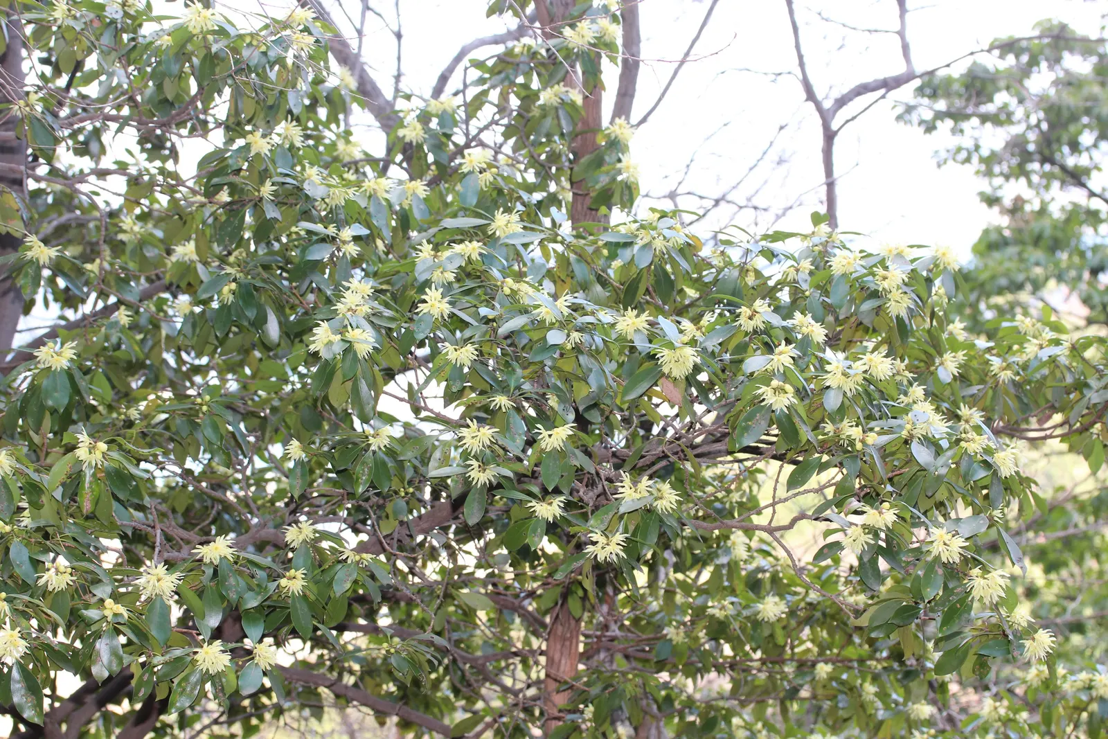 Yellow Anise Tree (Illicium Anisatum) — bushy canopy featuring lanceolate leaves that span 3 to 5 inches long; scientifically named Illicium anisatum