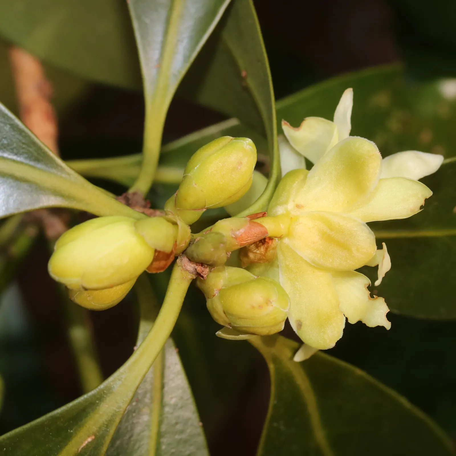 Yellow Anise Tree (Illicium Anisatum) — Thriving in partial shade to full sun, this ornamental prefers moist, well-drained soil; showcasing pale yellow hues