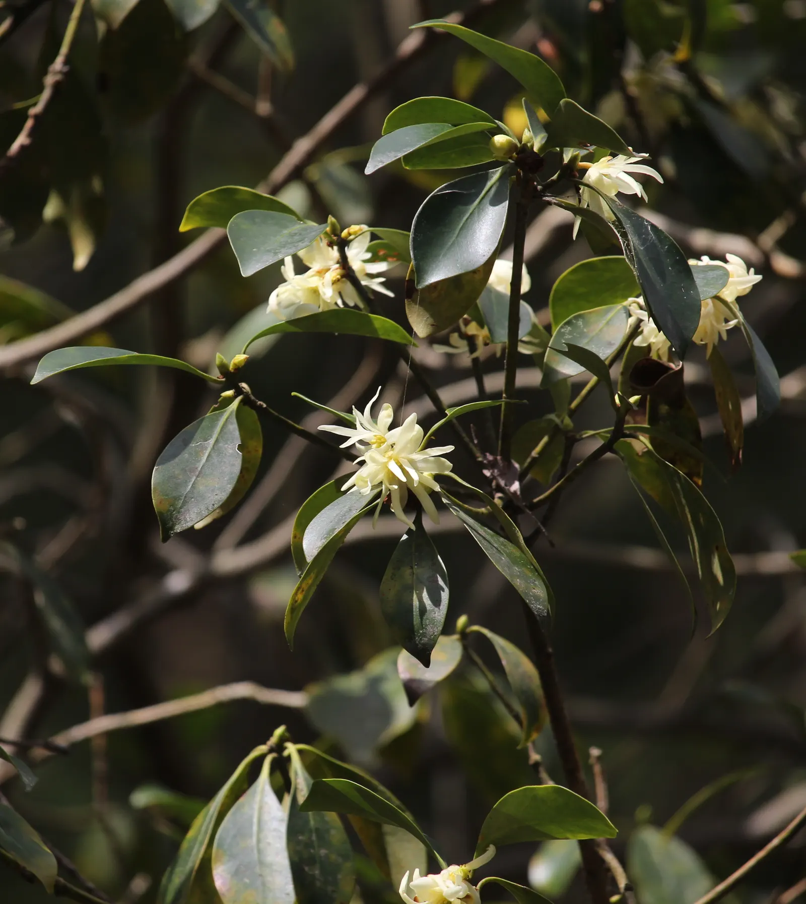Yellow Anise Tree (Illicium Anisatum) — Its aromatic leaves, evergreen presence, and subtle floral display offer year-round interest; shrub for deep shade or