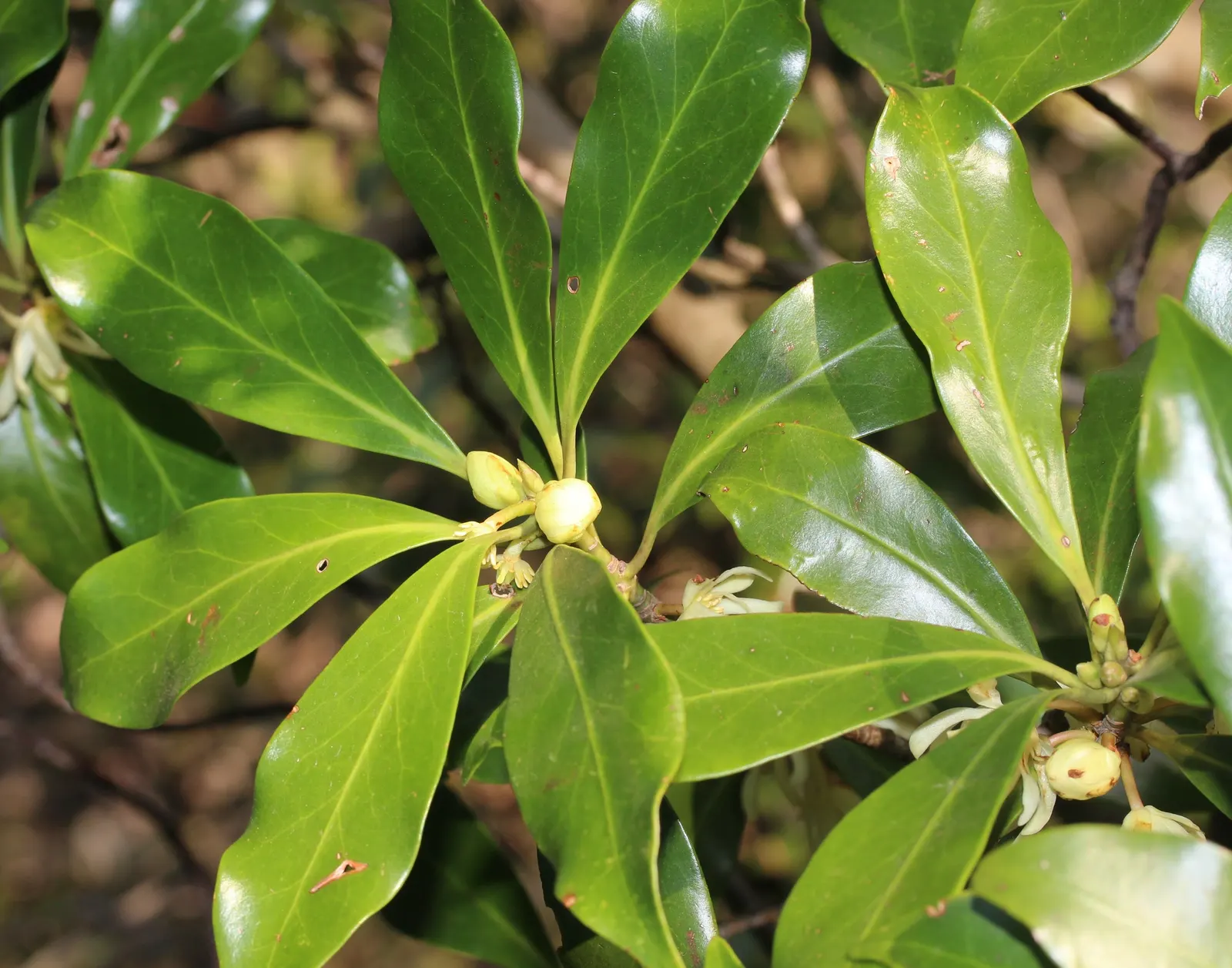 Yellow Anise Tree (Illicium Anisatum) — add a layer of visual interest.<br><br>Cultural Requirements:<br>Yellow Anise thrives in partial to full shade; the