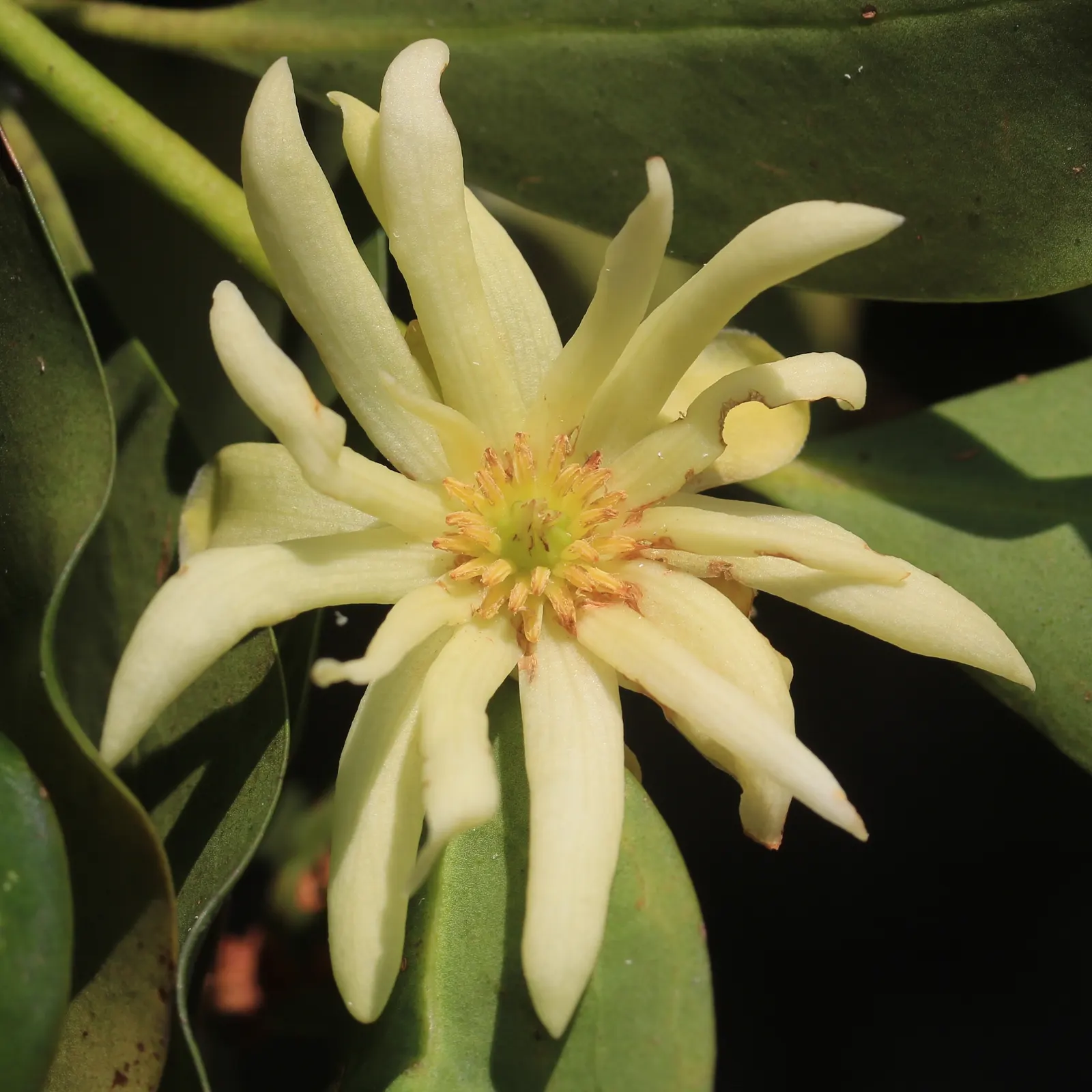 Yellow Anise Tree (Illicium Anisatum) — making it a robust choice for both novice and experienced gardeners.<br><br>When planning a landscape