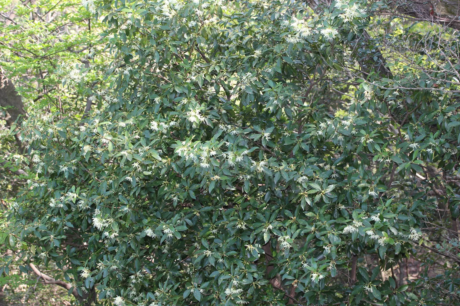 Yellow Anise Tree (Illicium Anisatum) — showcasing pale yellow hues that subtly contrast the rich green leaves