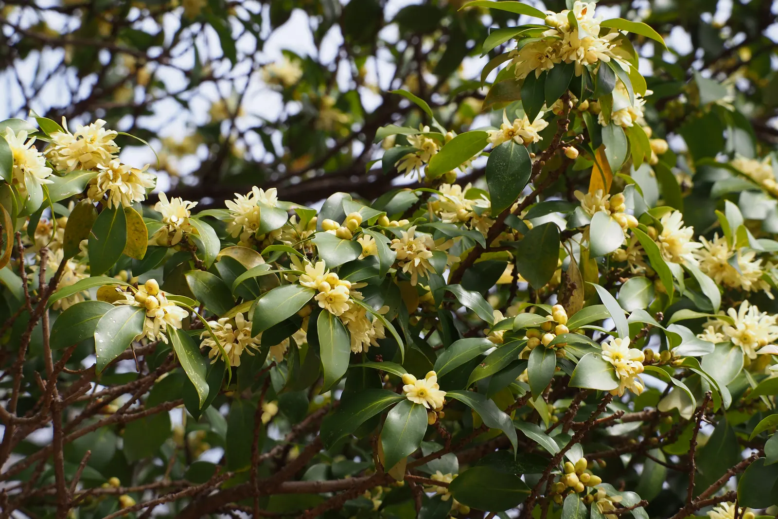 Yellow Anise Tree (Illicium Anisatum) — The foliage exudes a distinctive anise scent when crushed; add a layer of visual interest.<br><br>Cultural