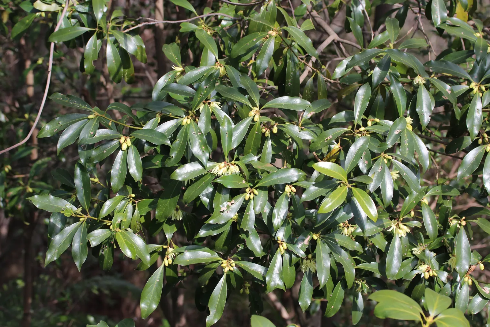 Yellow Anise Tree (Illicium Anisatum) — shrub for deep shade or shade