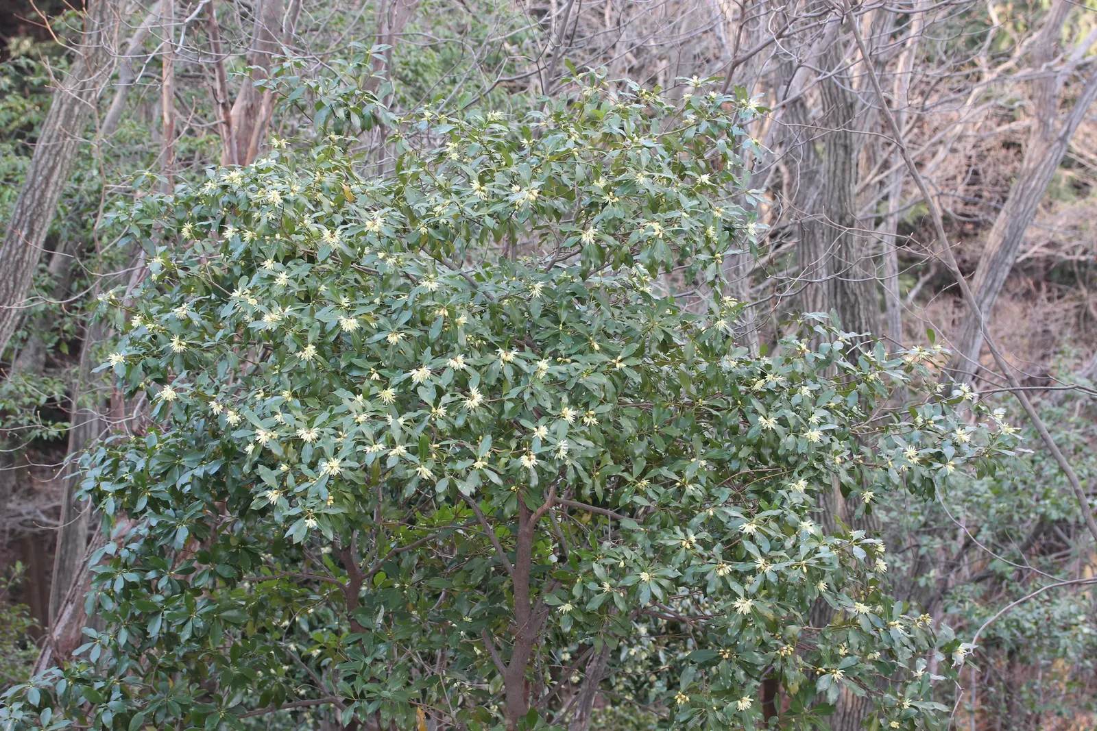 Yellow Anise Tree (Illicium Anisatum) — showcasing pale yellow hues that subtly contrast the rich green leaves; thriving in partial shade to full sun, this