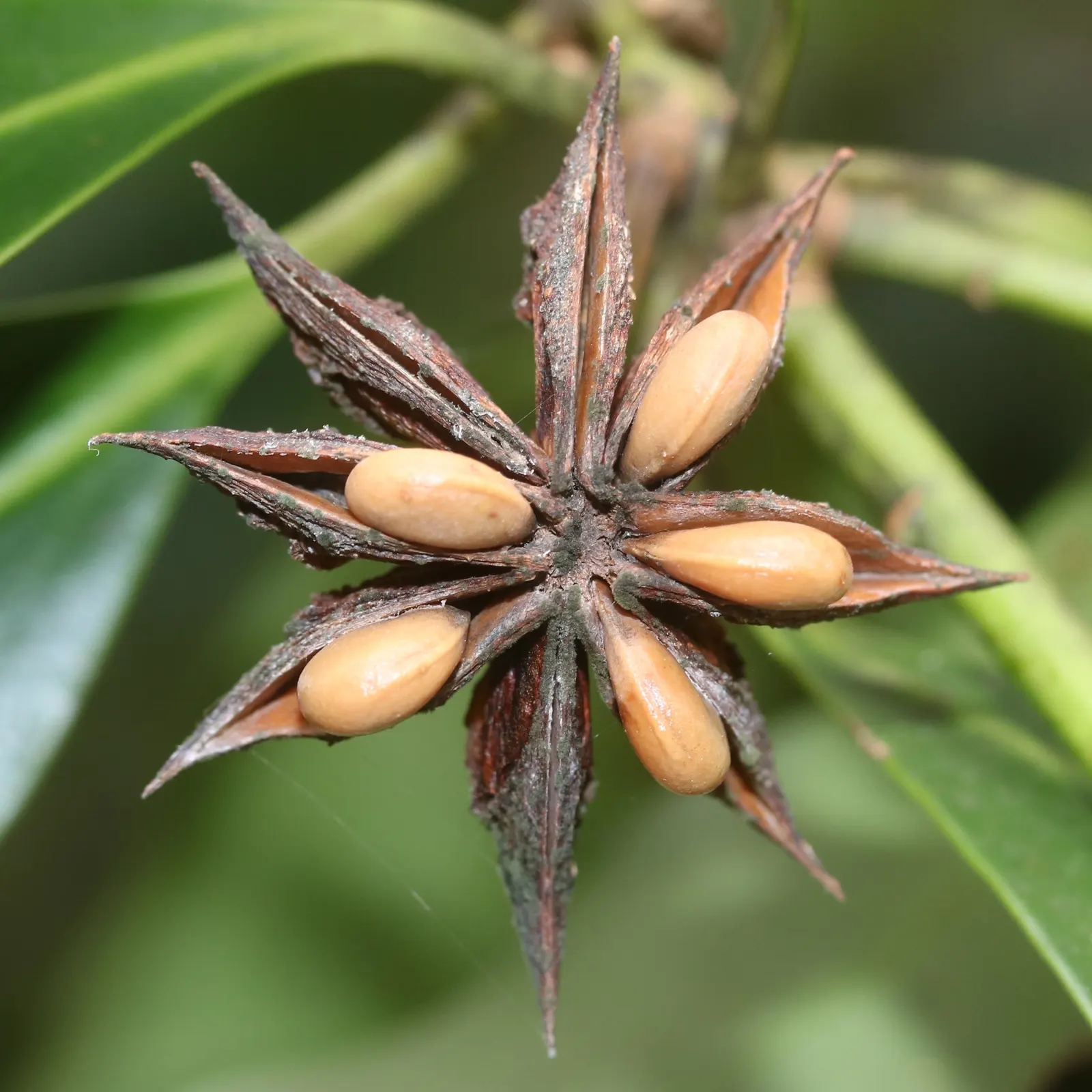 Yellow Anise Tree (Illicium Anisatum) — yellow flowers in the garden