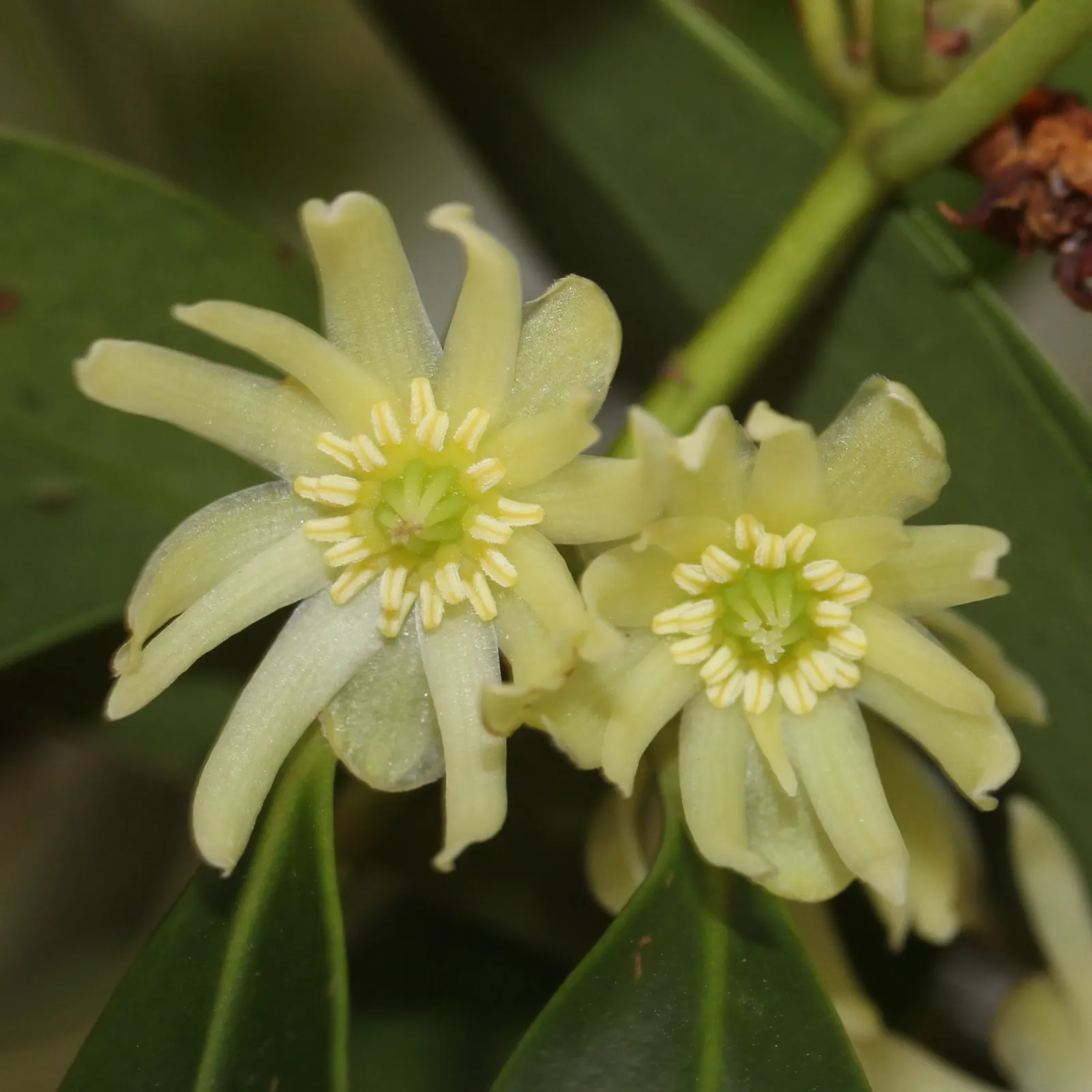 Yellow Anise Tree (Illicium Anisatum) — Its columnar form and glossy, leathery foliage make it an elegant choice for screens and as a specimen plant