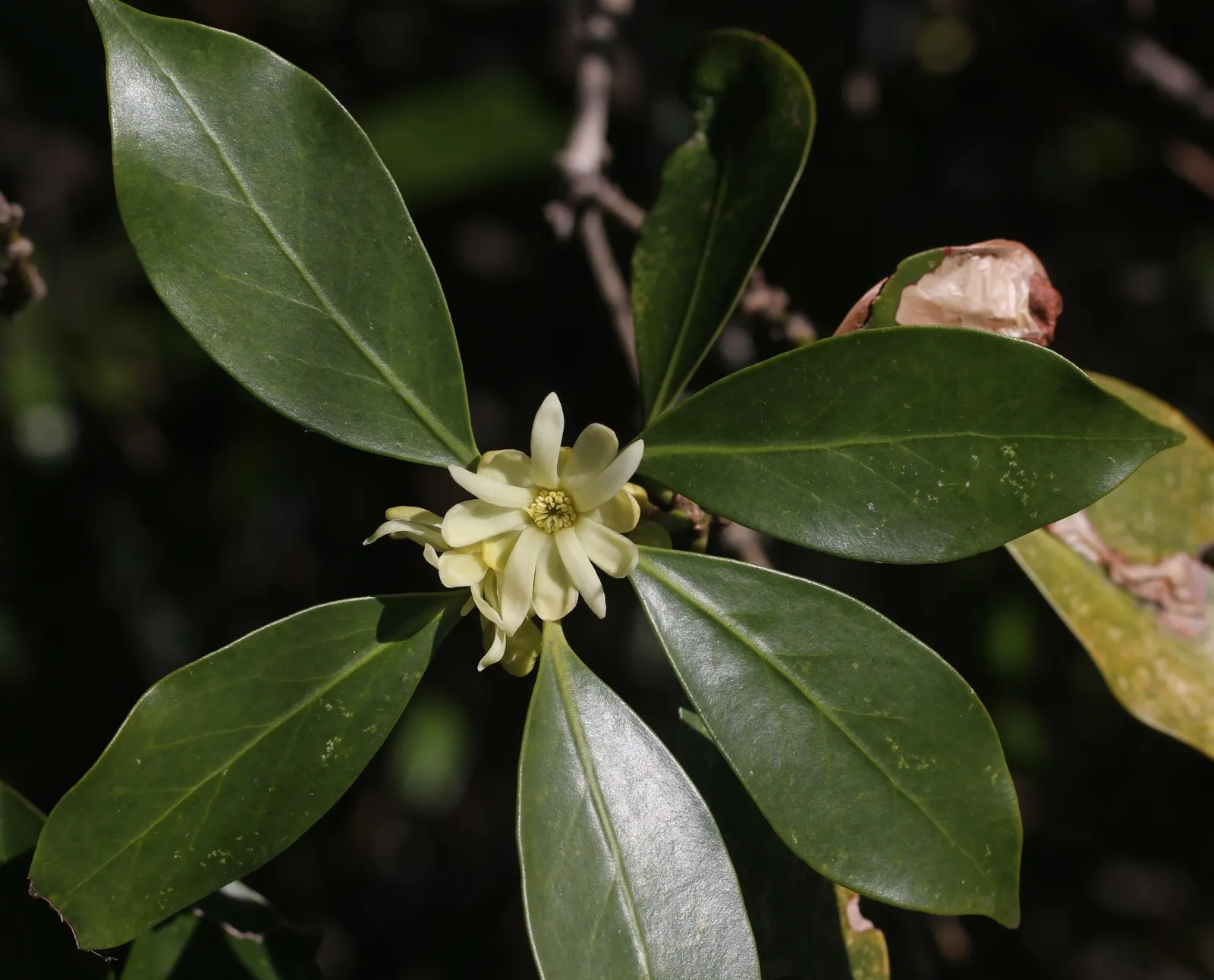 Yellow Anise Tree (Illicium Anisatum) — shrub with yellow blooms