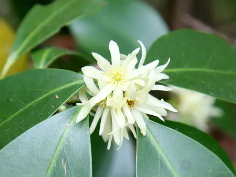 Yellow Anise Tree (Illicium Anisatum) — yellow flowers in the garden; originating from East Asia