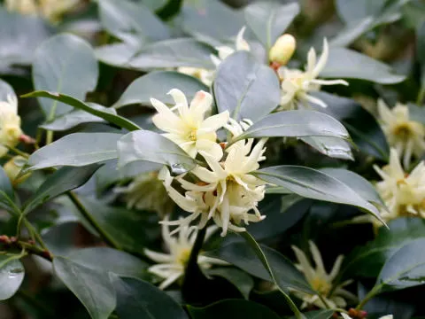 Yellow Anise Tree (Illicium Anisatum) — With low maintenance needs; its columnar form and glossy, leathery foliage make it an elegant choice for screens and as