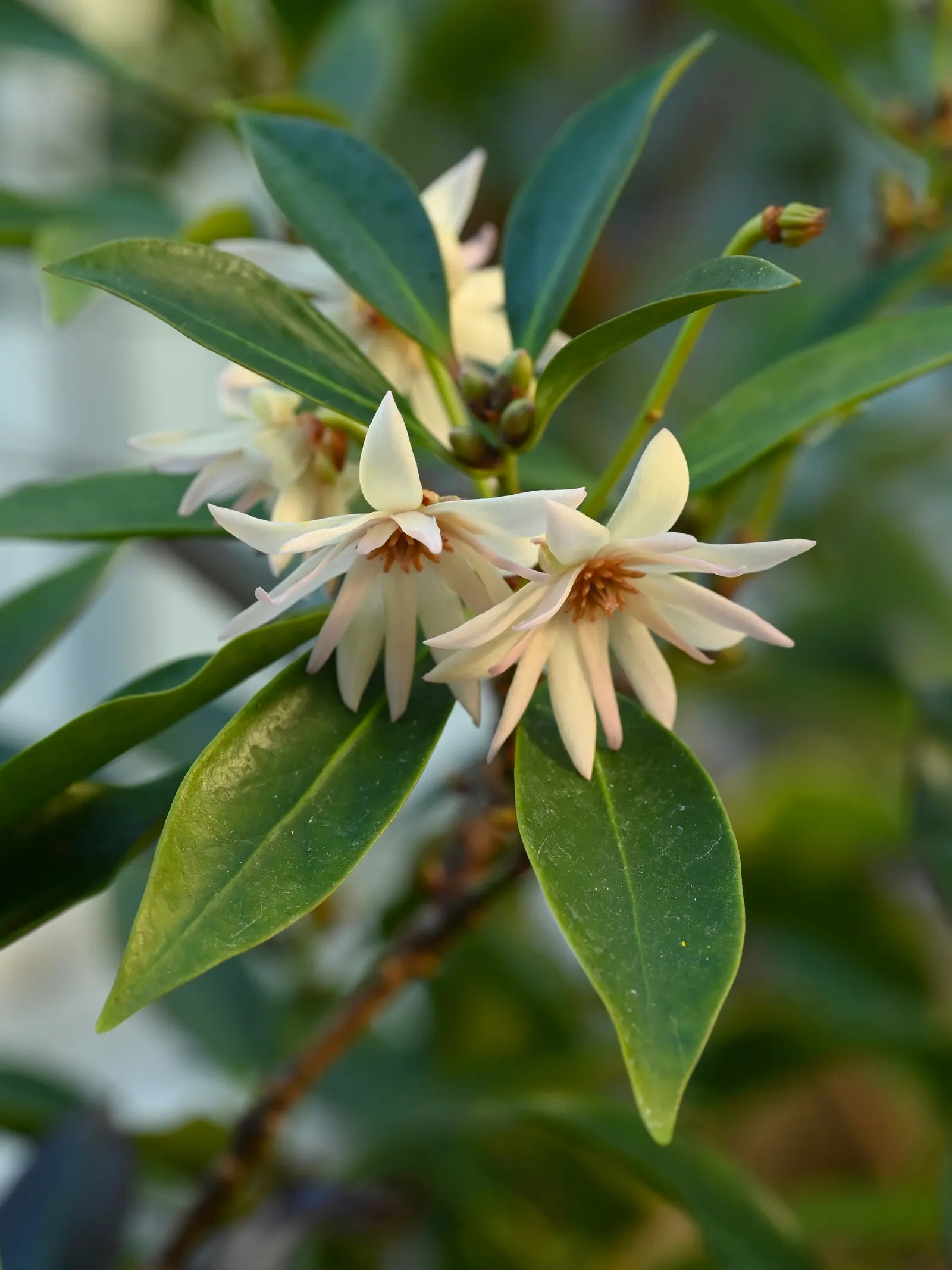 Yellow Anise Tree (Illicium Anisatum) — yet it is drought-tolerant once established.<br><br>Hardiness and Maintenance:<br>Hardy in USDA zones 7 to 9, image 40