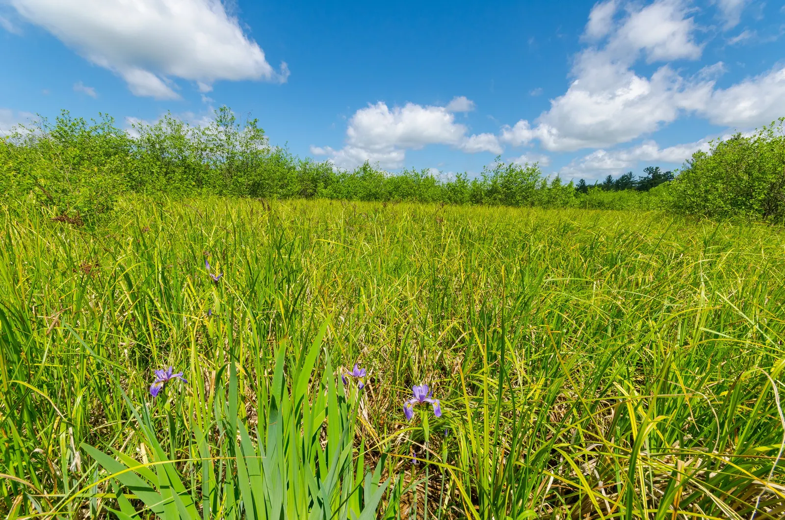 Creek Sedge (Carex Amphibola) — This resilient sedge thrives in Zones 4-9, prefers partial to full shade, and tolerates a wide moisture range