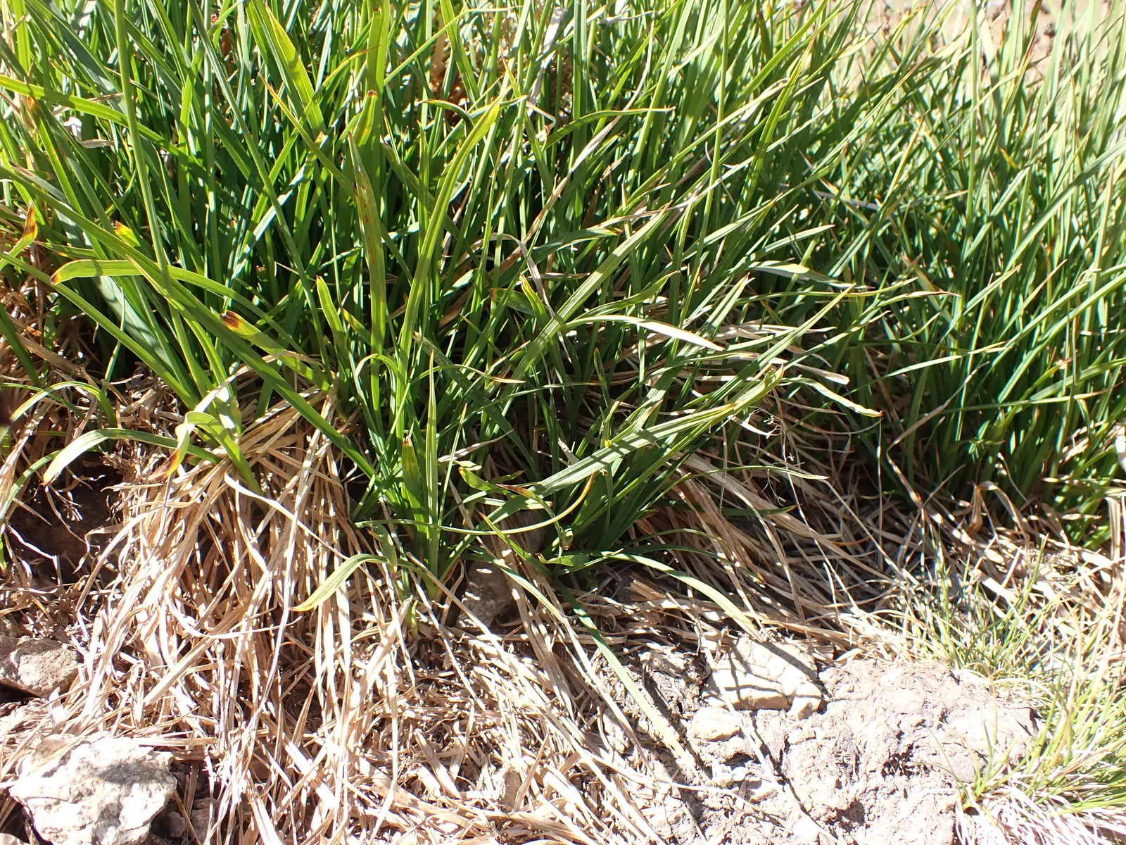 Creek Sedge (Carex Amphibola) — green foliage offers a simple yet elegant ground cover