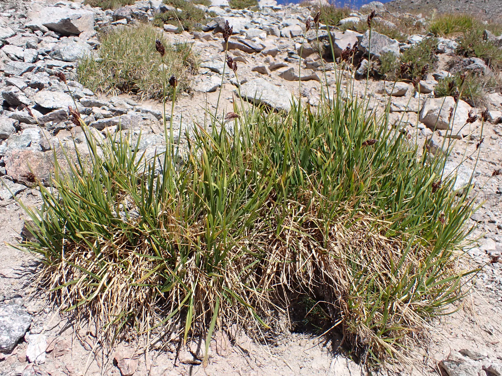 Creek Sedge (Carex Amphibola) — enhancing diverse landscapes
