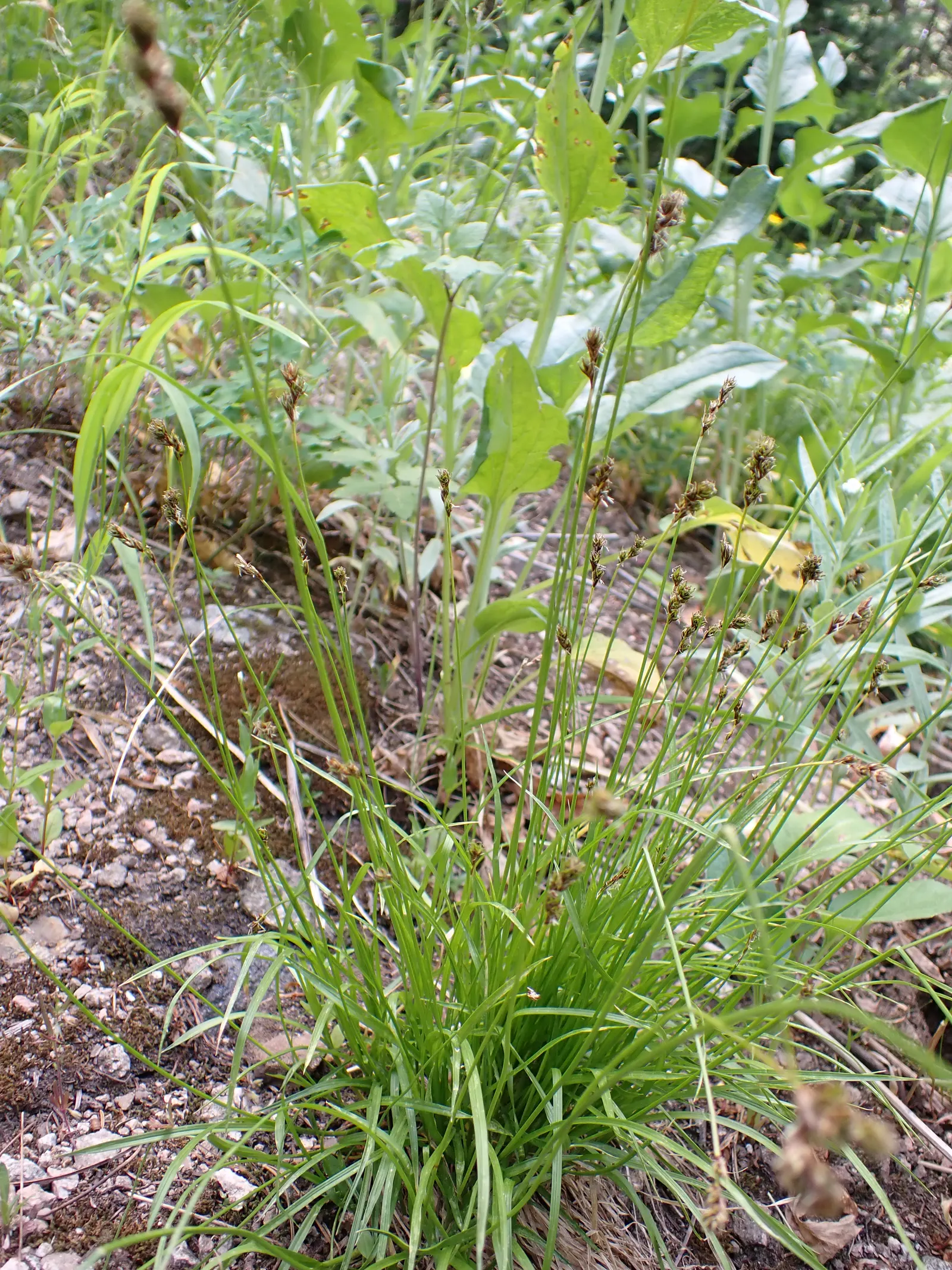Creek Sedge (Carex Amphibola) — commonly referred to as Creek Sedge