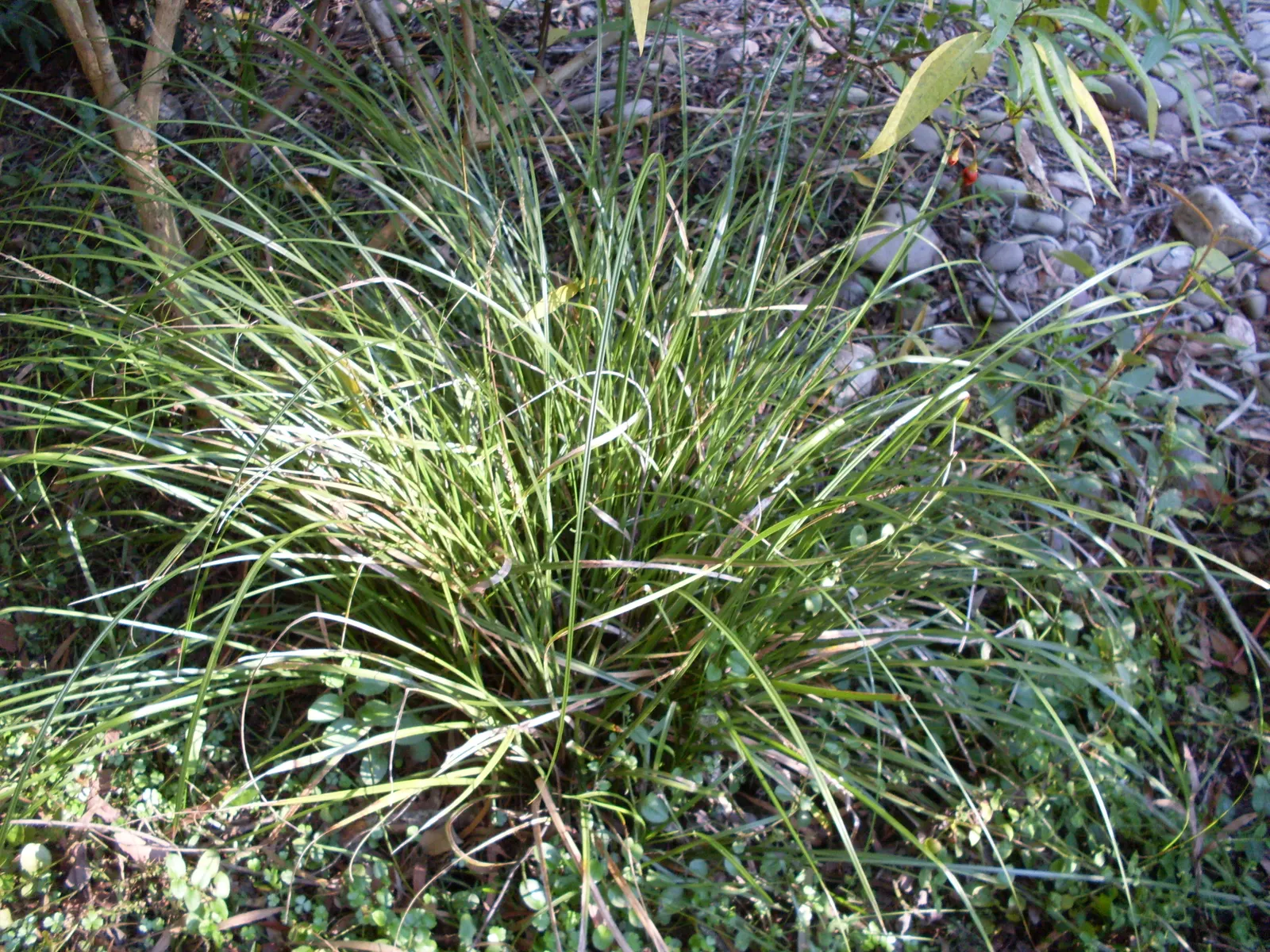 Creek Sedge (Carex Amphibola) — Carex amphibola, commonly known as Creek Sedge, is a versatile perennial grass