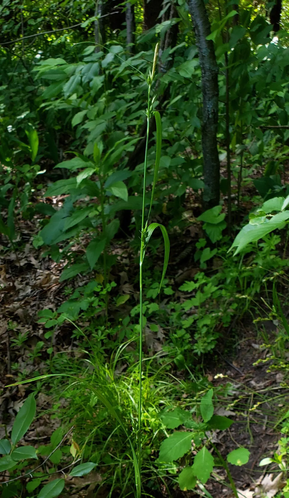 Creek Sedge (Carex Amphibola) — Ideal for stabilizing soil and naturalizing woodland gardens
