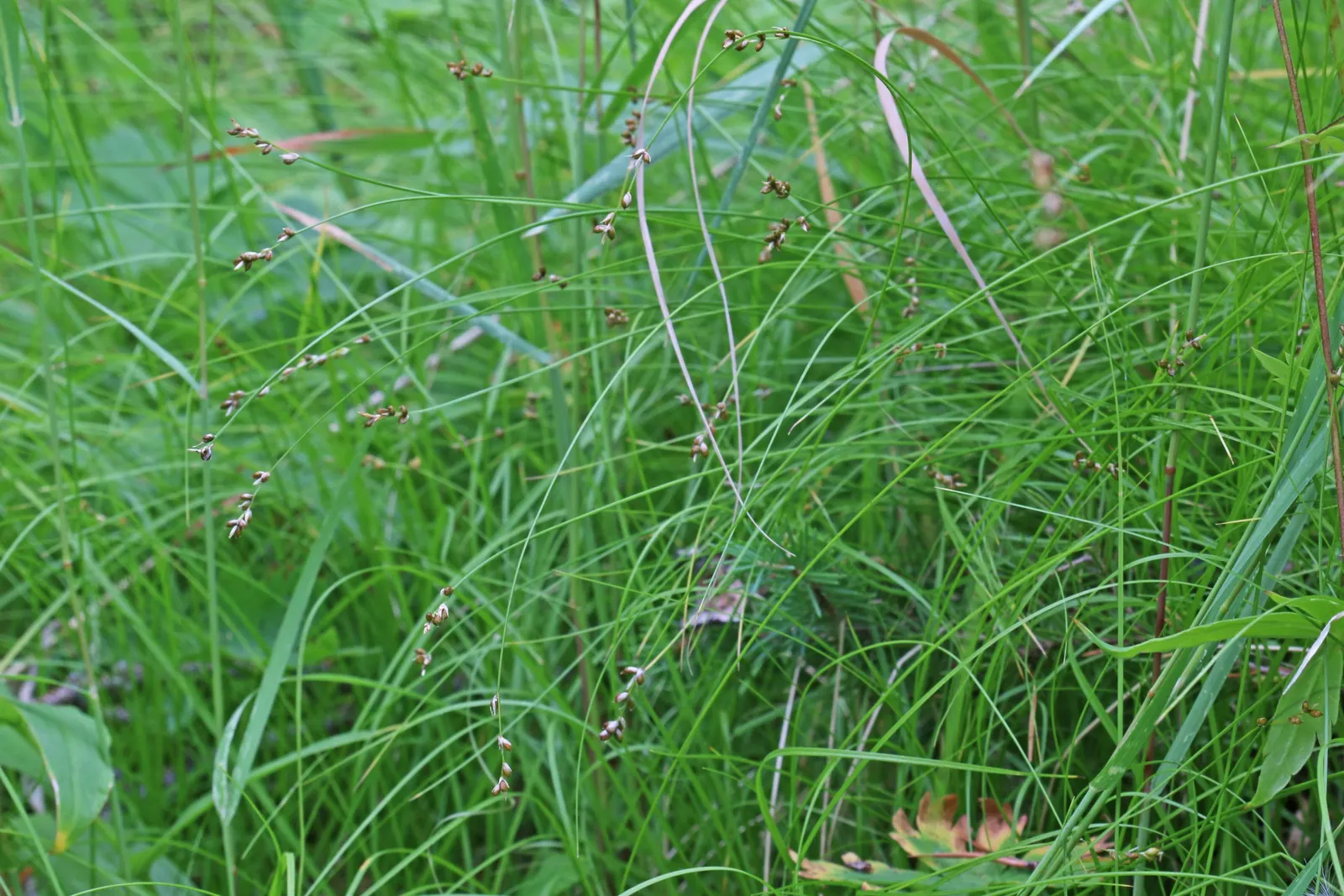 Creek Sedge (Carex Amphibola) — It forms dense, fine-textured clumps, typically reaching 12-30 inches tall and 18-24 inches wide