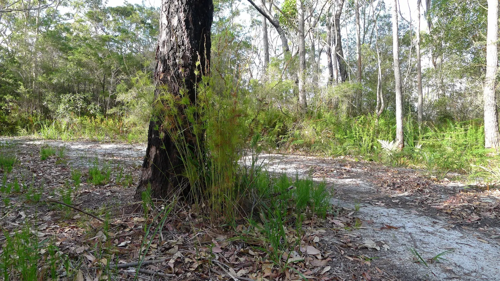 Creek Sedge (Carex Amphibola) — is a versatile and hardy perennial grass ideal for various landscape applications