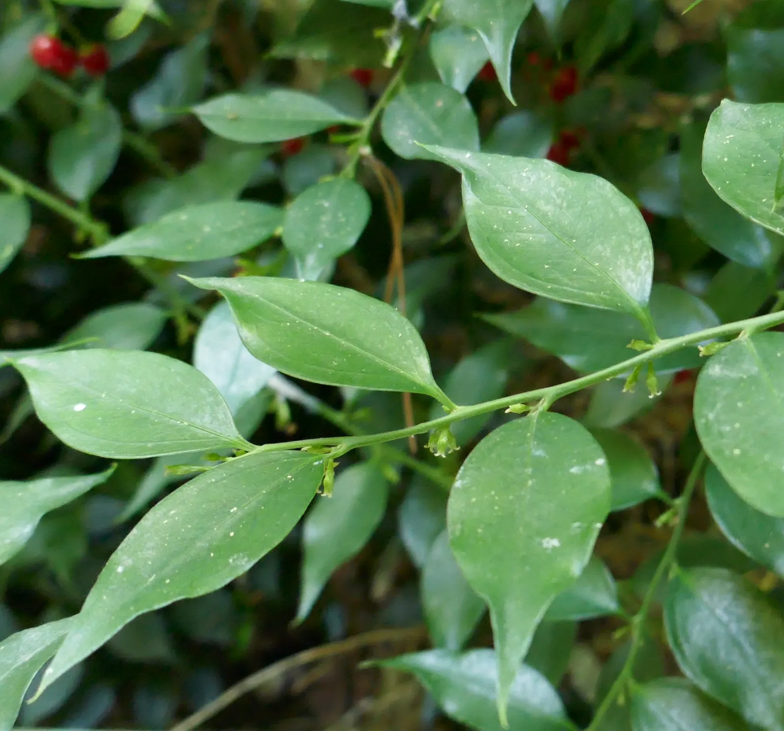 Fragrant Sarcococca Or Sweet Box (Sarcococca Ruscifolia) — lanceolate leaves are about 2 to 3 inches long