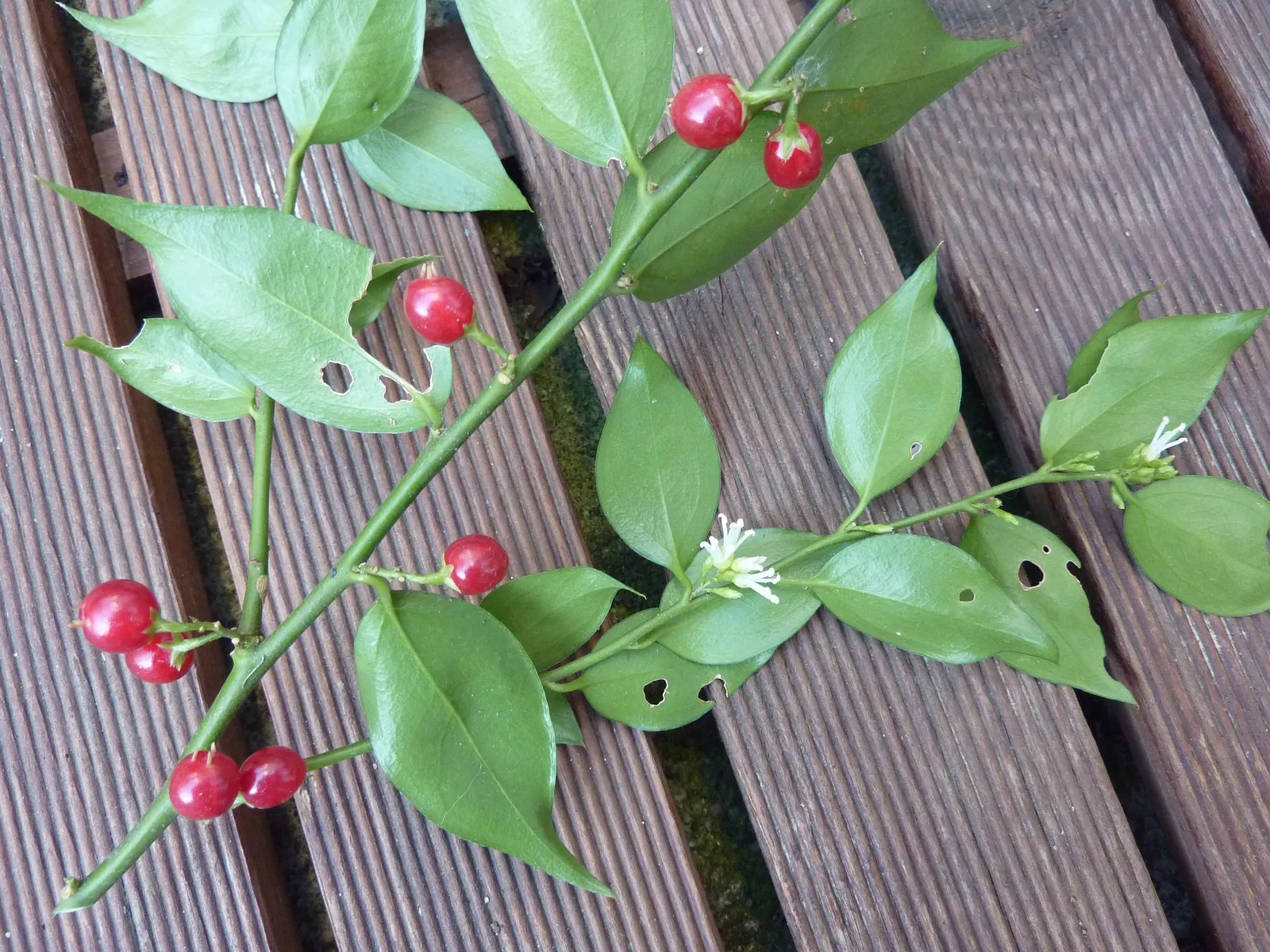 Fragrant Sarcococca Or Sweet Box (Sarcococca Ruscifolia) — <br><br>For optimal growth