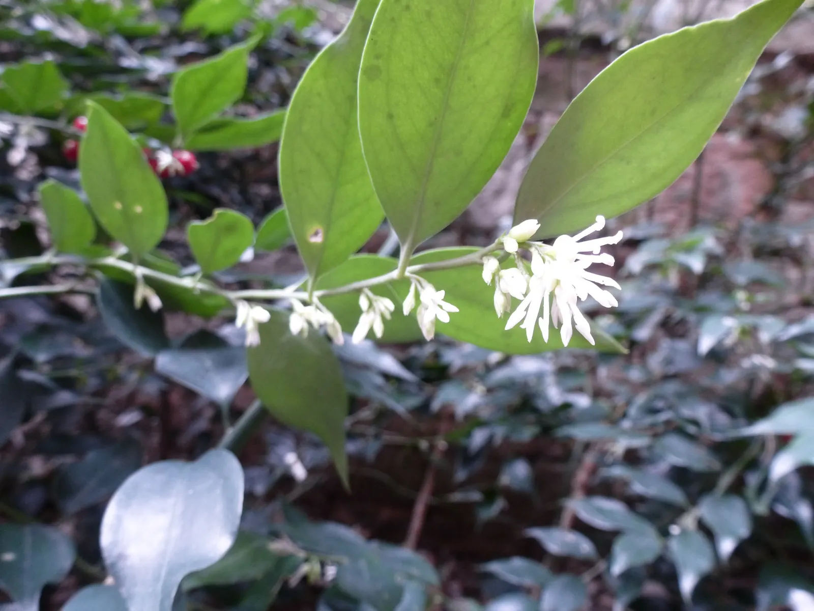 Fragrant Sarcococca Or Sweet Box (Sarcococca Ruscifolia) — or as a charming specimen in a woodland garden