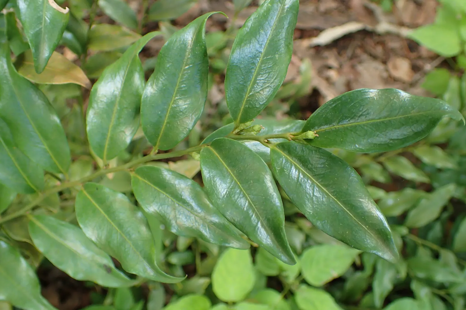 Fragrant Sarcococca Or Sweet Box (Sarcococca Ruscifolia) — white flowers in the garden
