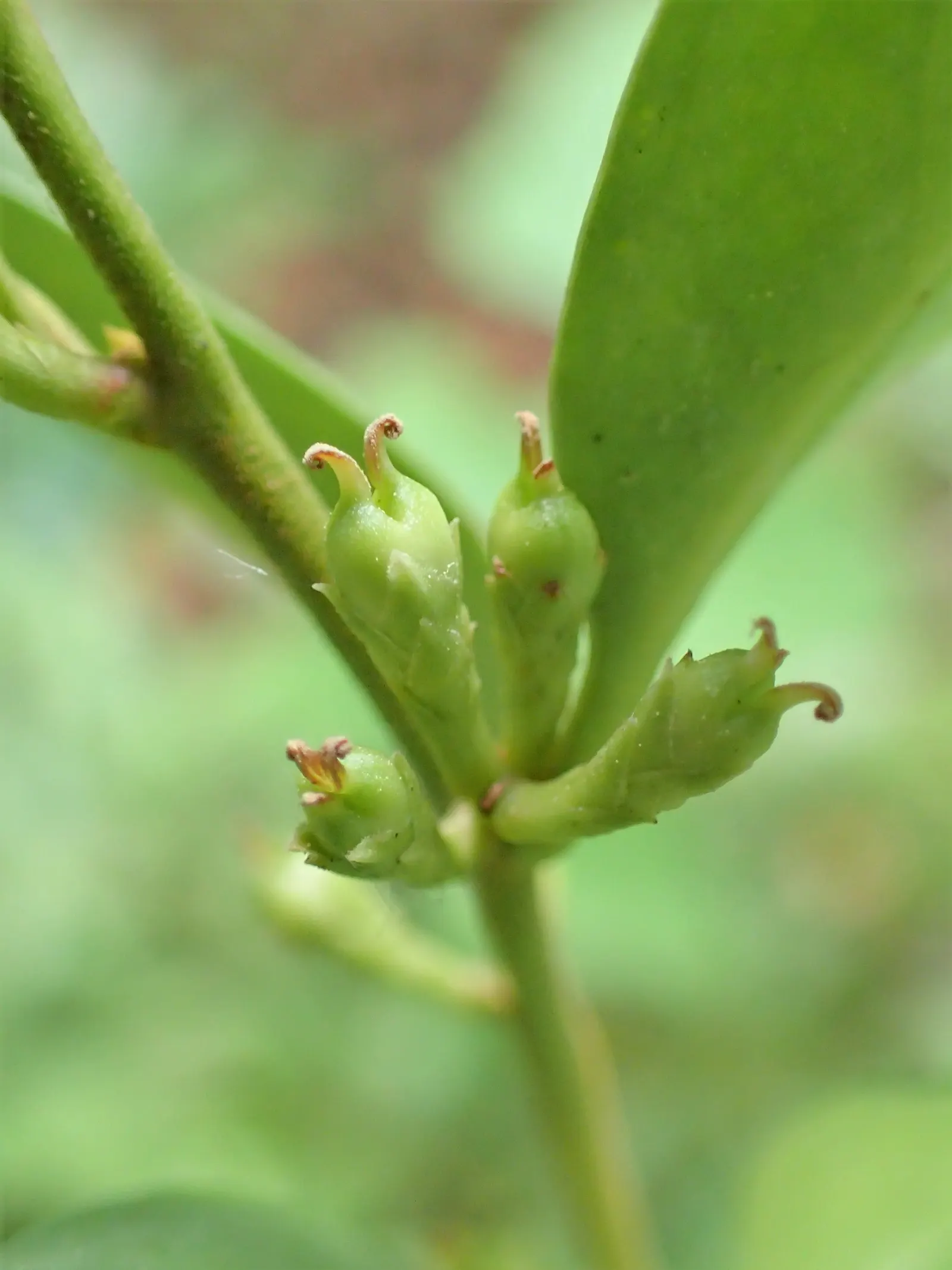 Fragrant Sarcococca Or Sweet Box (Sarcococca Ruscifolia) — this shrub requires minimal pruning and is resistant to most pests and diseases