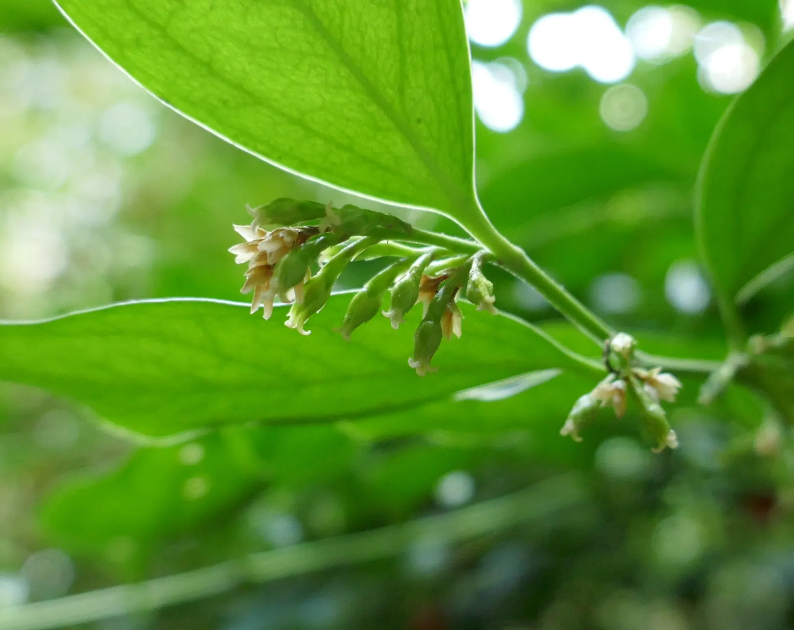 Fragrant Sarcococca Or Sweet Box (Sarcococca Ruscifolia) — This plant is prized for both its delightful fragrance and its robust nature
