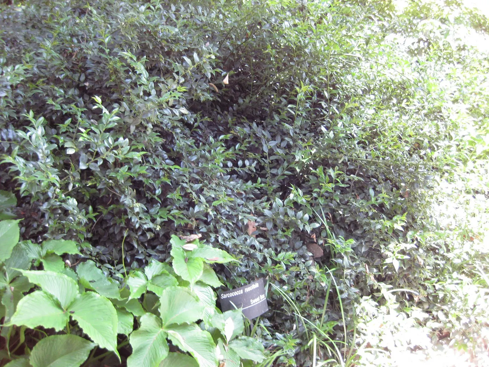 Fragrant Sarcococca Or Sweet Box (Sarcococca Ruscifolia) — also commonly known as Sweet Box or by its botanical name